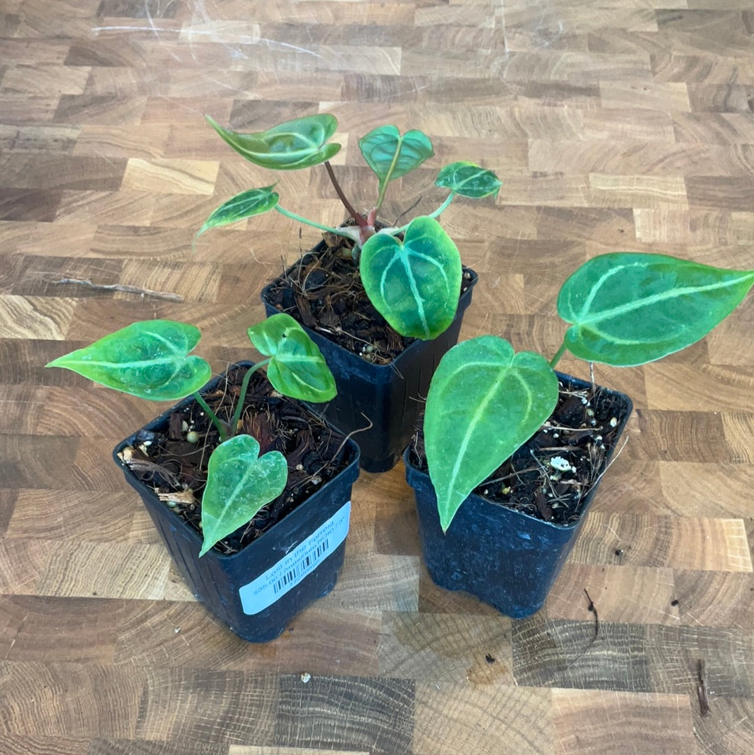 anthurium noid Anthurium NOID