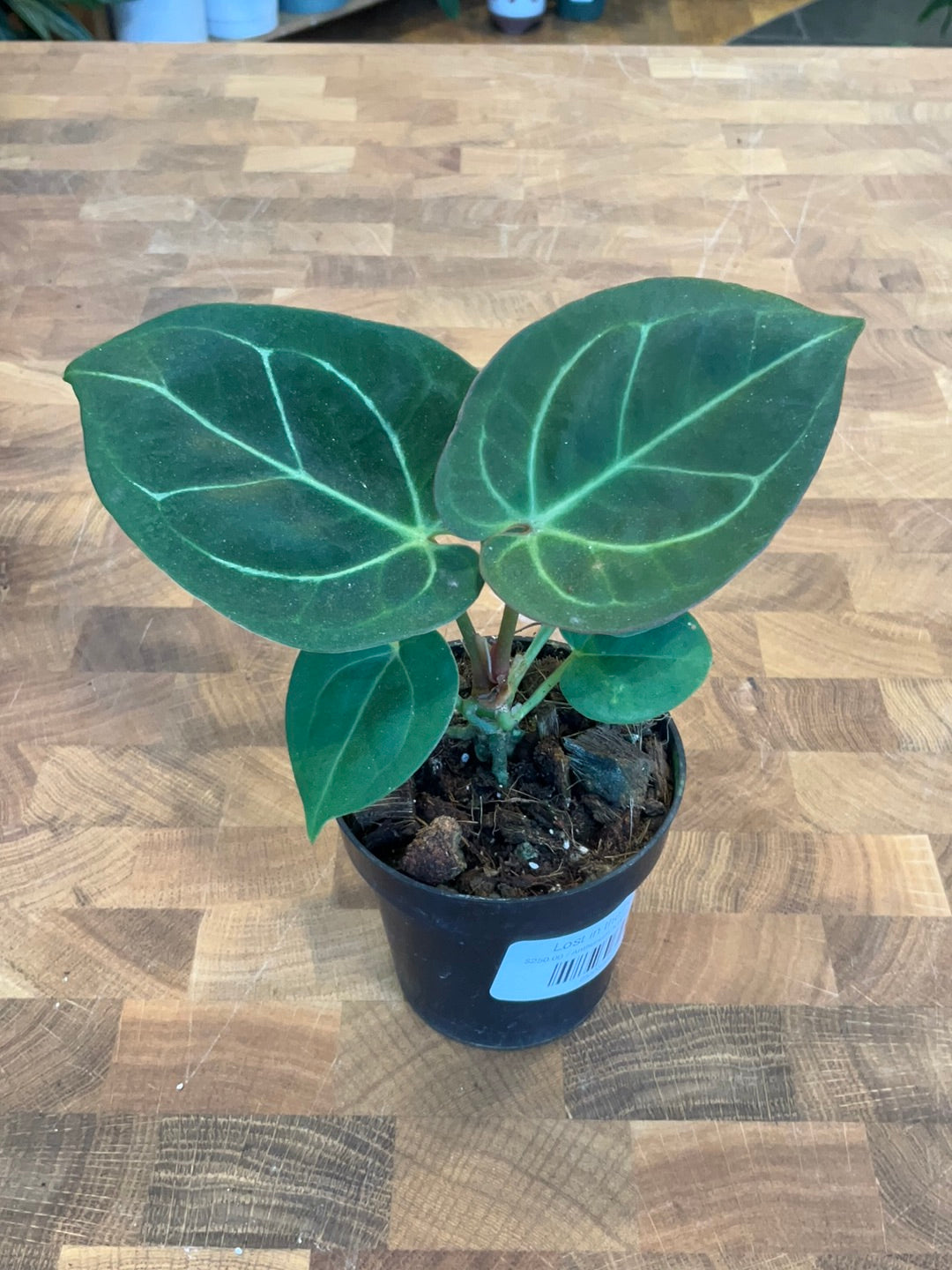 anthurium king of kings Anthurium 'King of Spades'