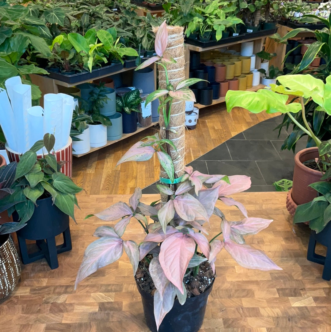 syngonium on moss pole Reverted Syngonium Red Spot Tri Color w/ Moss Pole