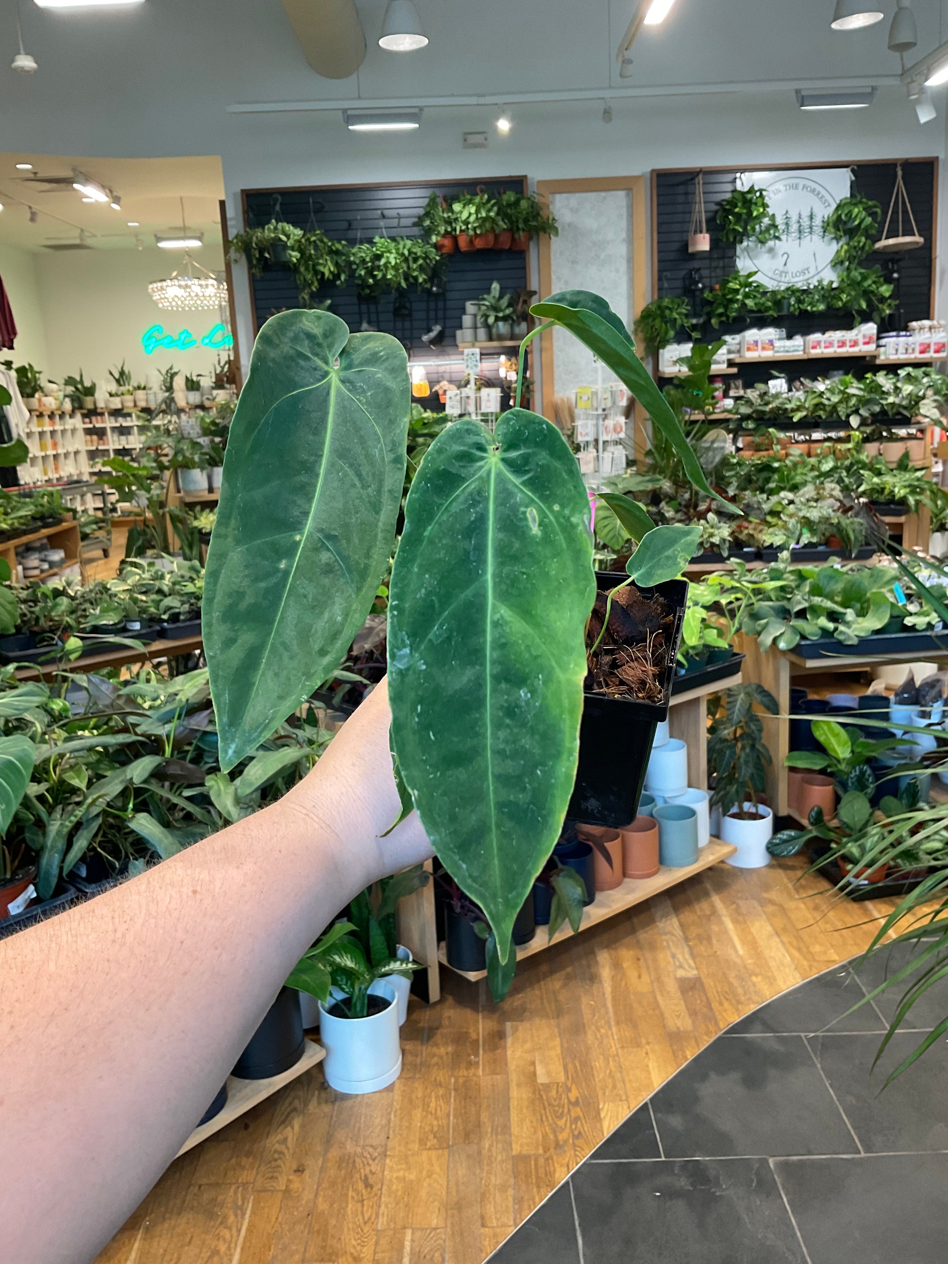 anthurium metallicum Anthurium Metallicum – Lost in the Forrest