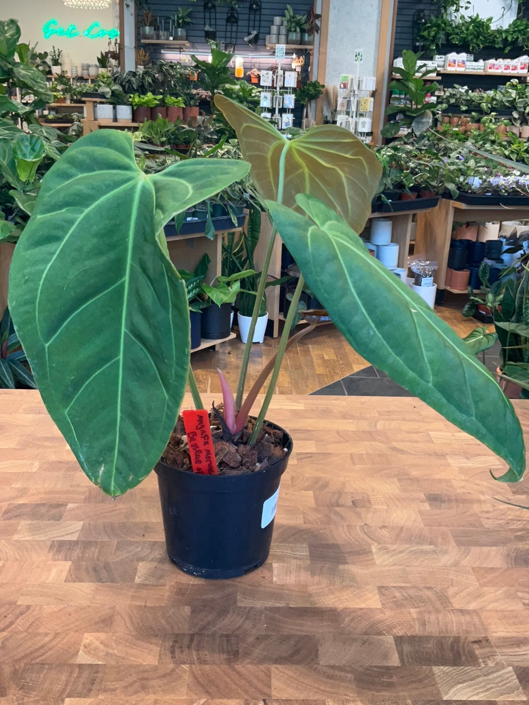 anthurium magnificum x Anthurium Magnificum x Anthurium Moronense x Anthurium Besseae aff