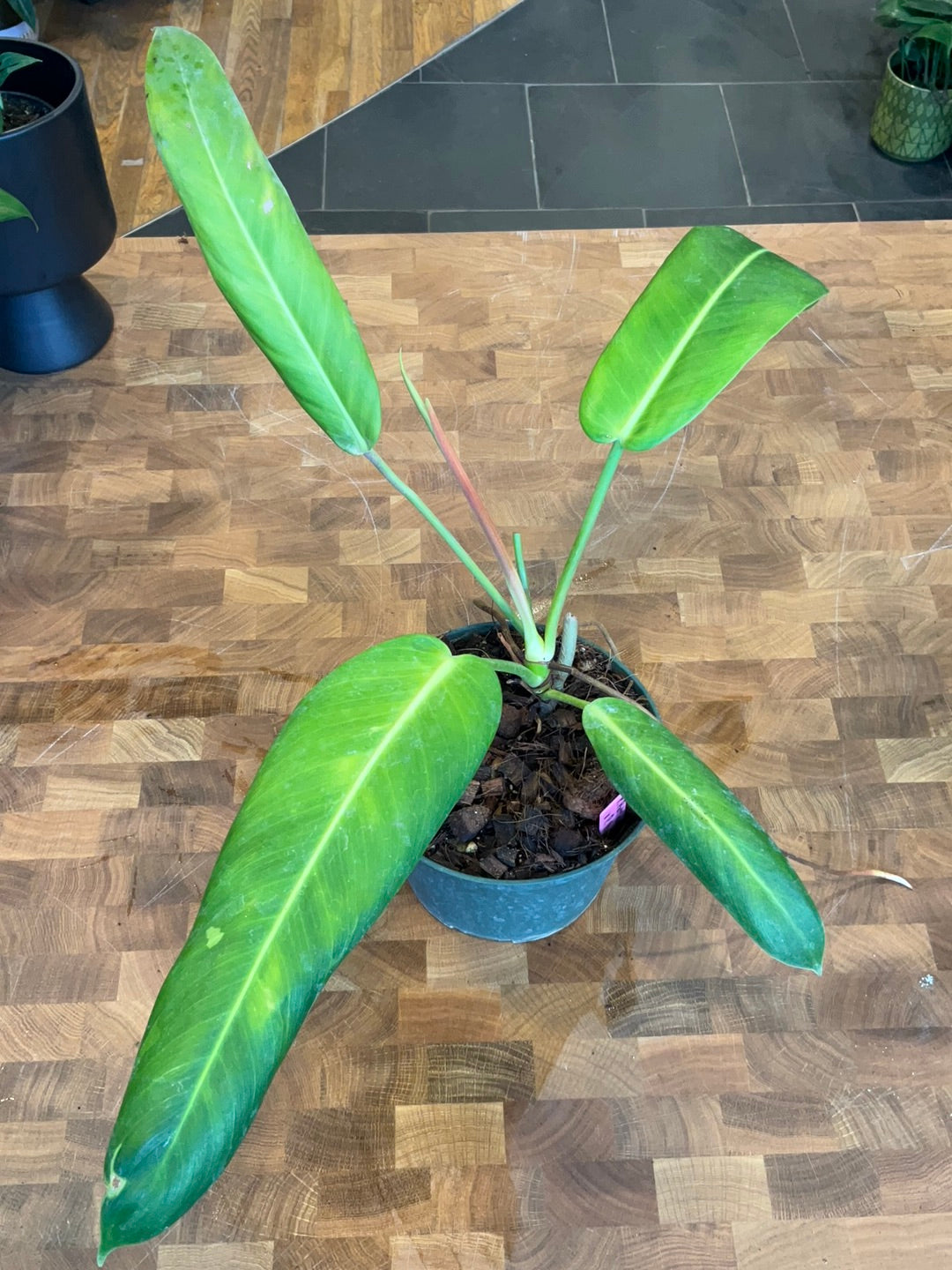 philodendron patriciae price Philodendron Patriciae x Ruizii
