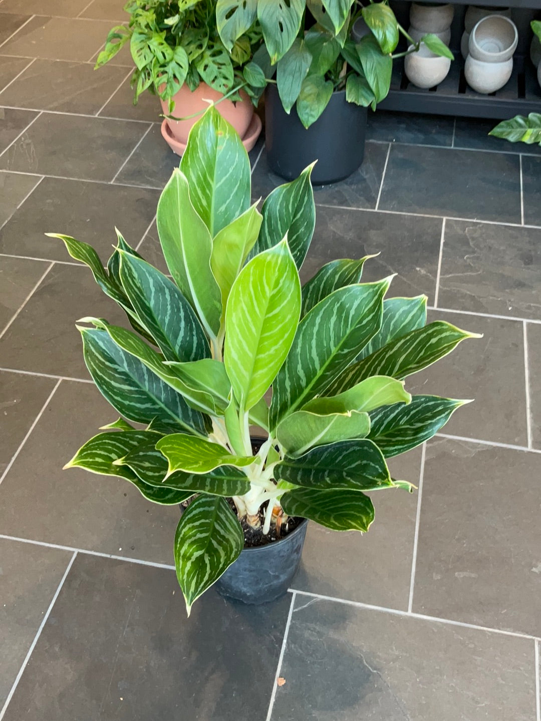 aglaonema snow Aglaonema Snow Cap