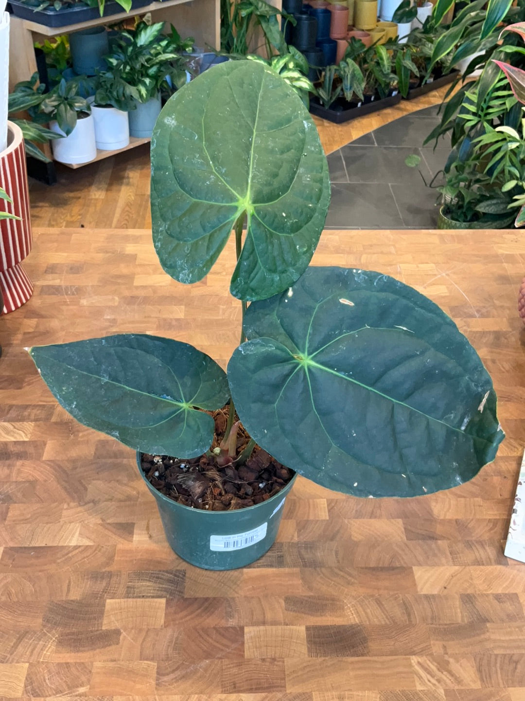 anthurium crystallinum x Anthurium Crystallinum x Luxurians