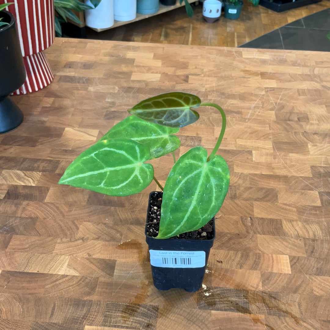 anthurium clarinervium x magnificum Anthurium Blue Forgetii X Magnificum – Lost in the Forrest