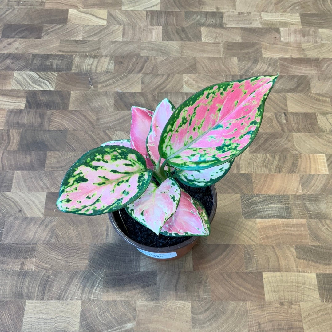Aglaonema Star King