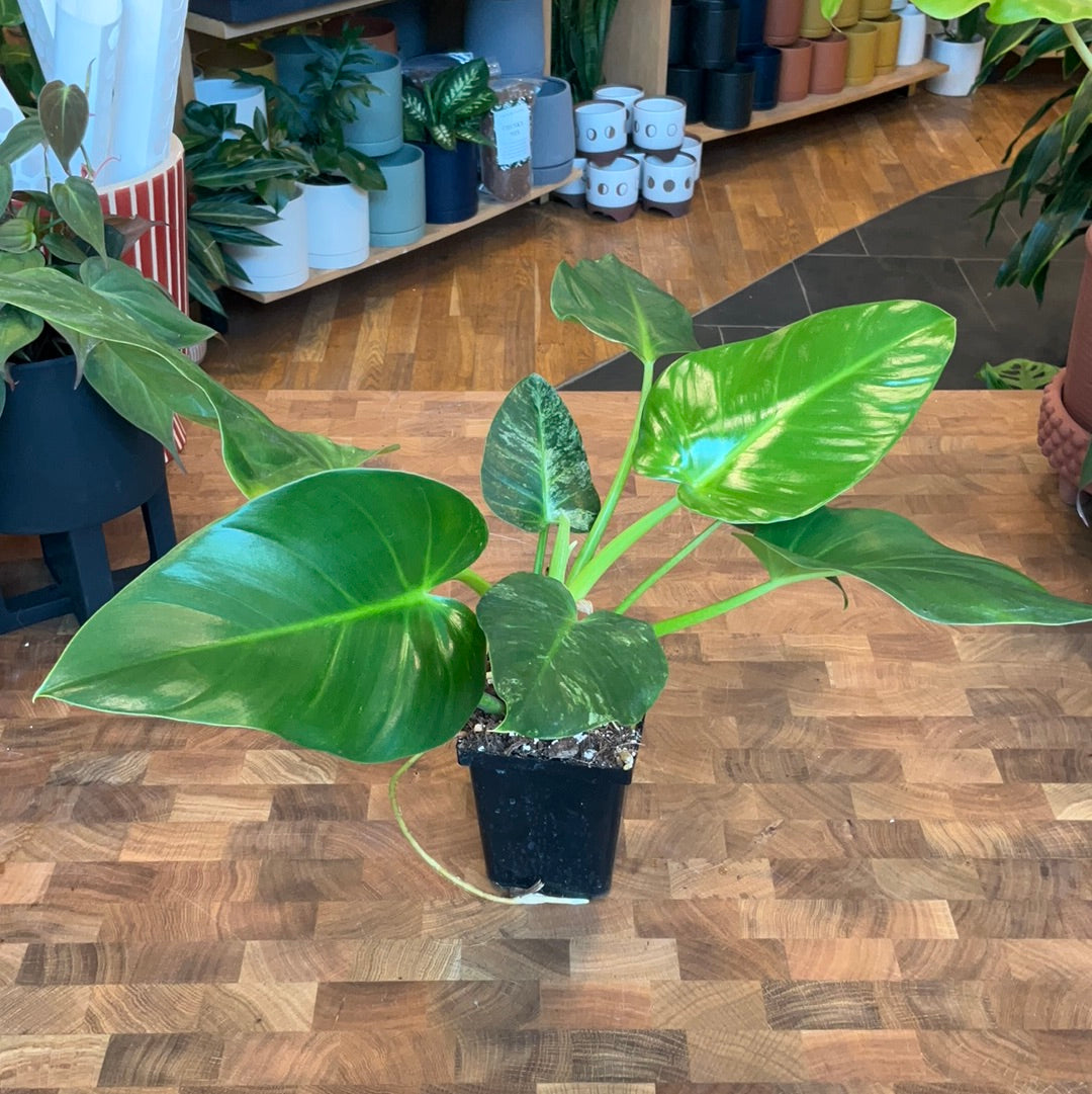 Reverted Philodendron Giganteum Variegated