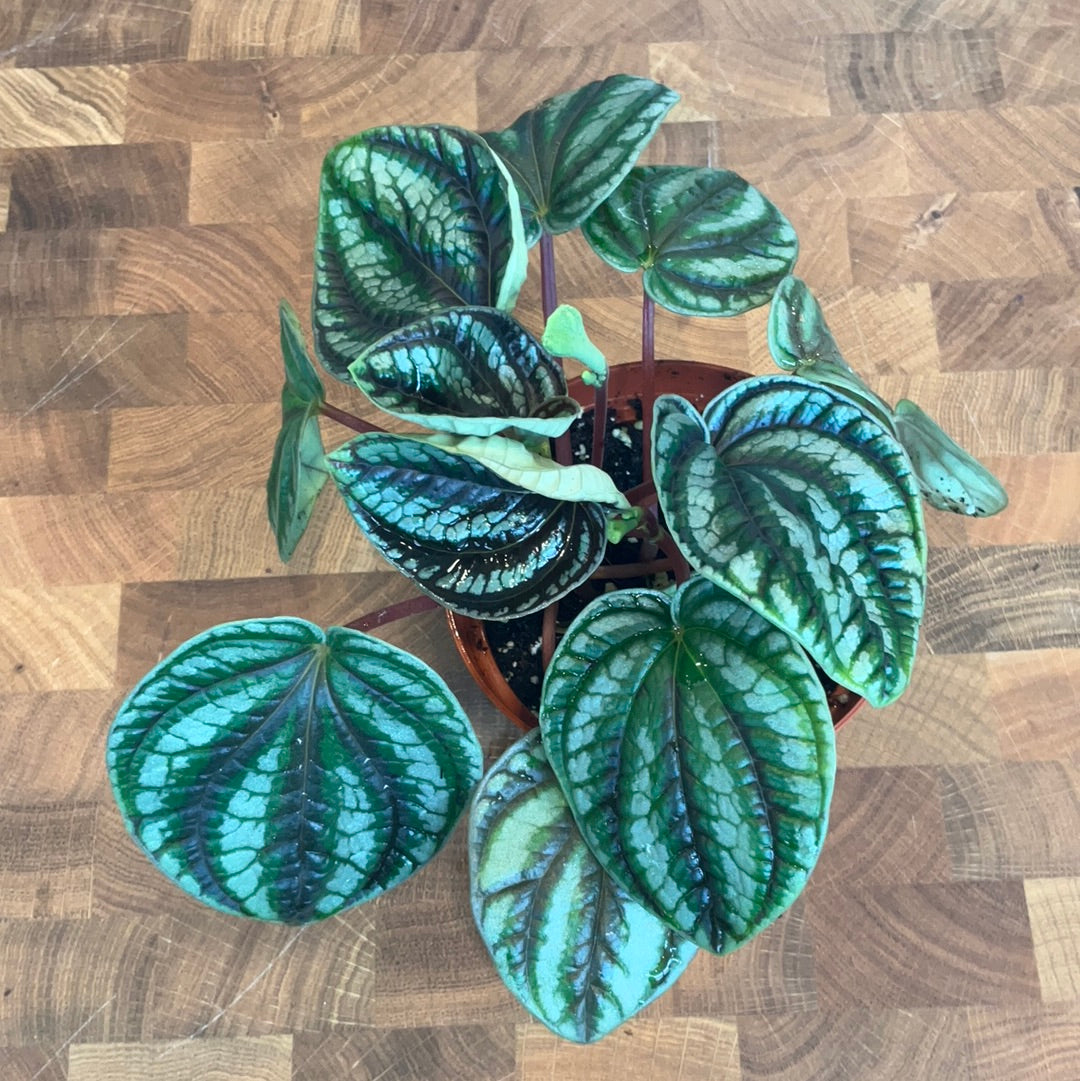 Peperomia Dragon Skin