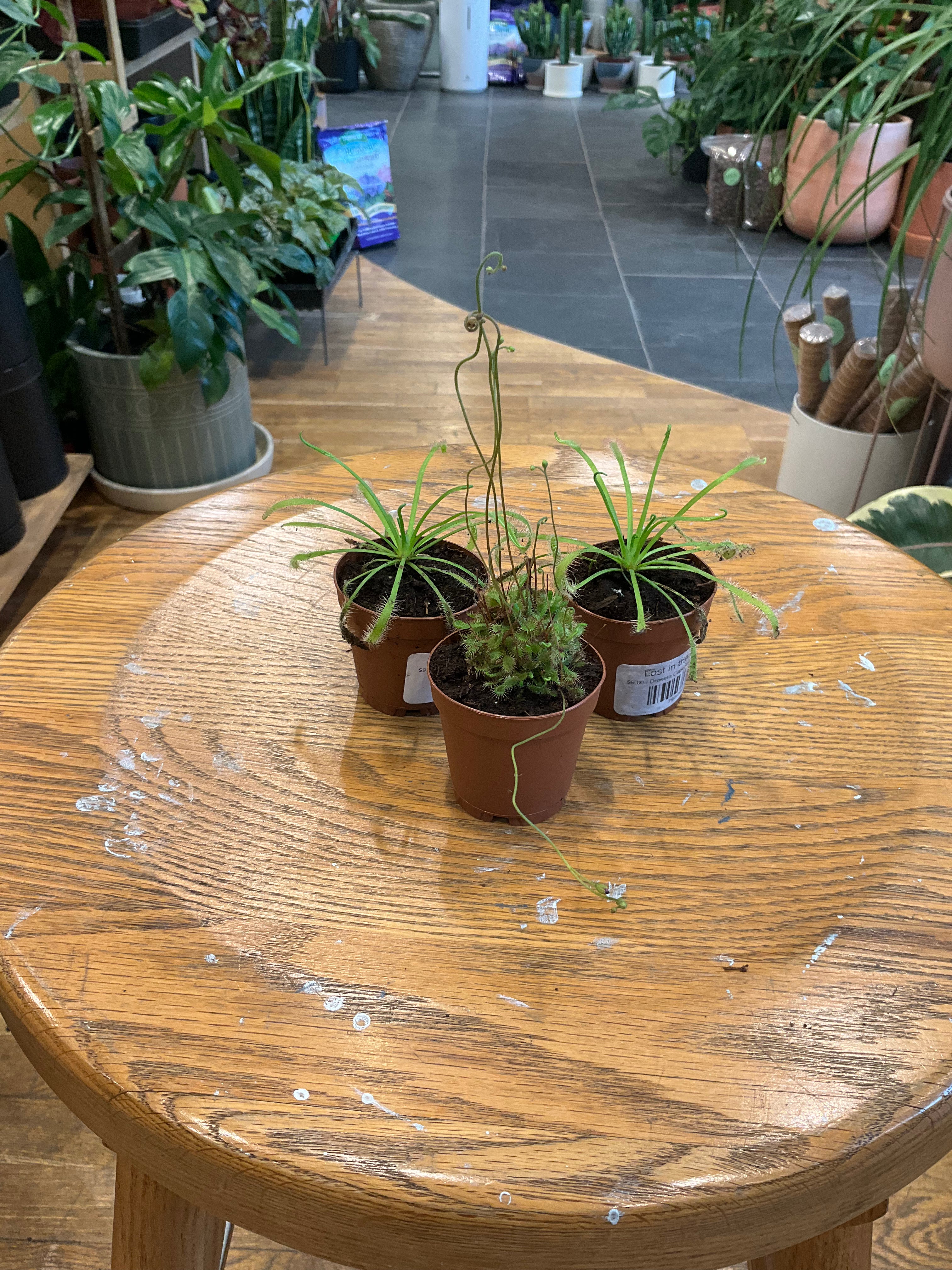 Drosera Capensis Assortment