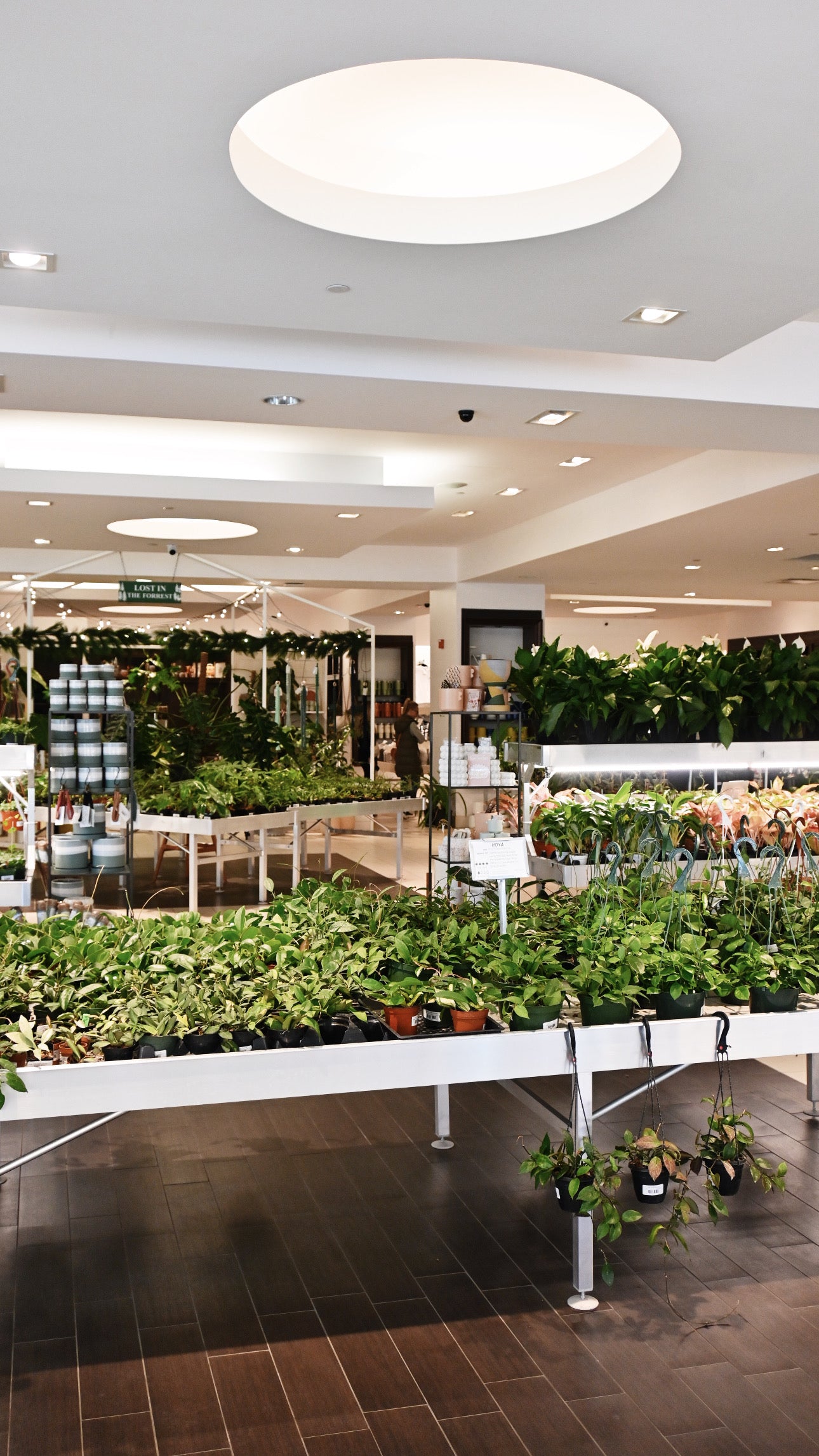 Lost in the Forrest Gift Card