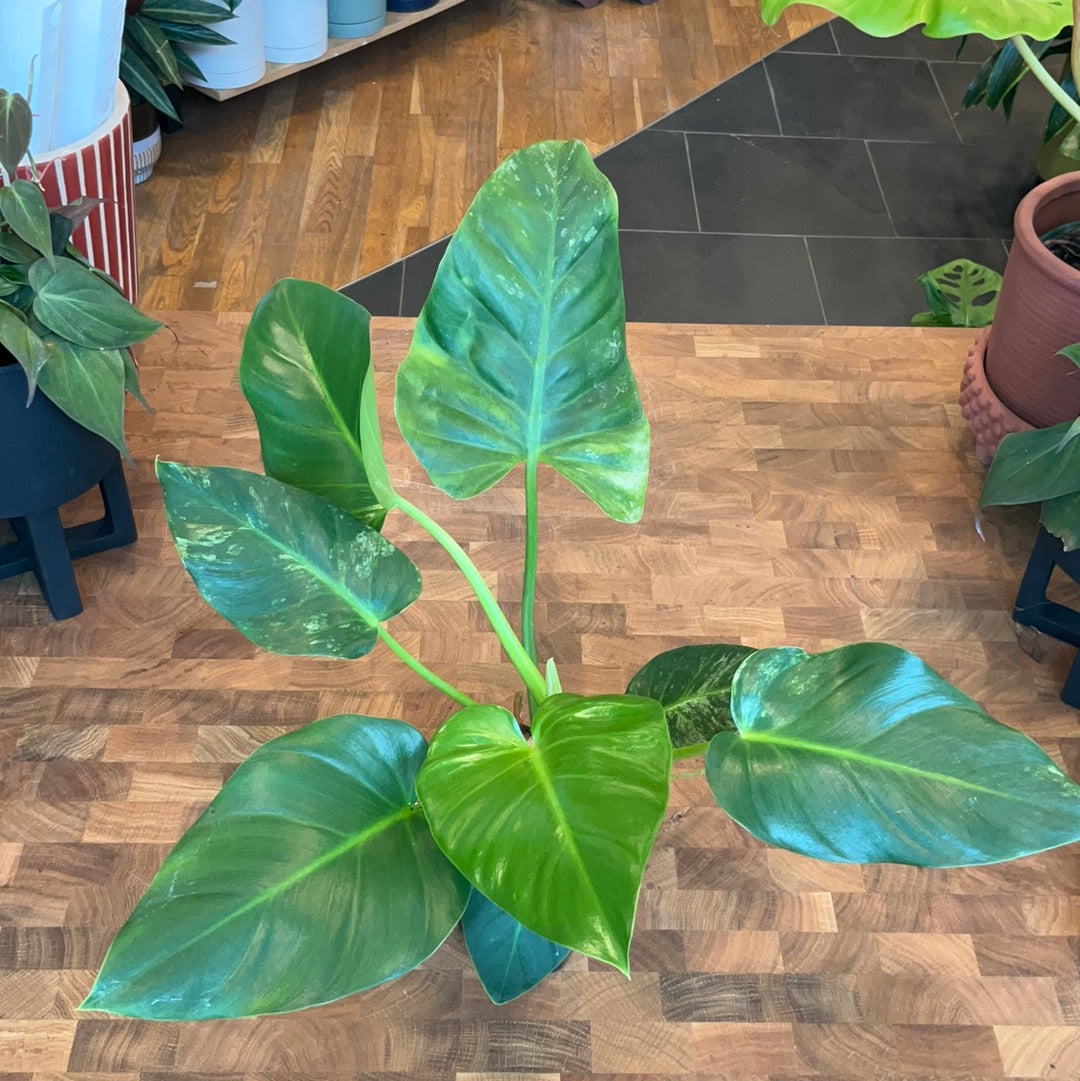 large leaf variegated philodendron Reverted Philodendron Giganteum Variegated