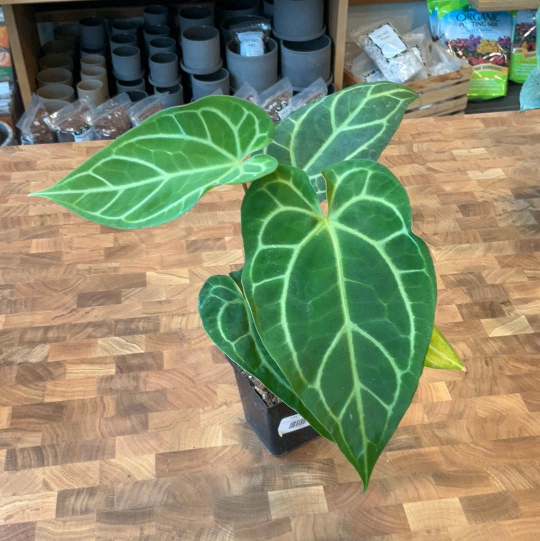 anthurium crystallinum potting mix Anthurium Crystallinum x Ace of Spades