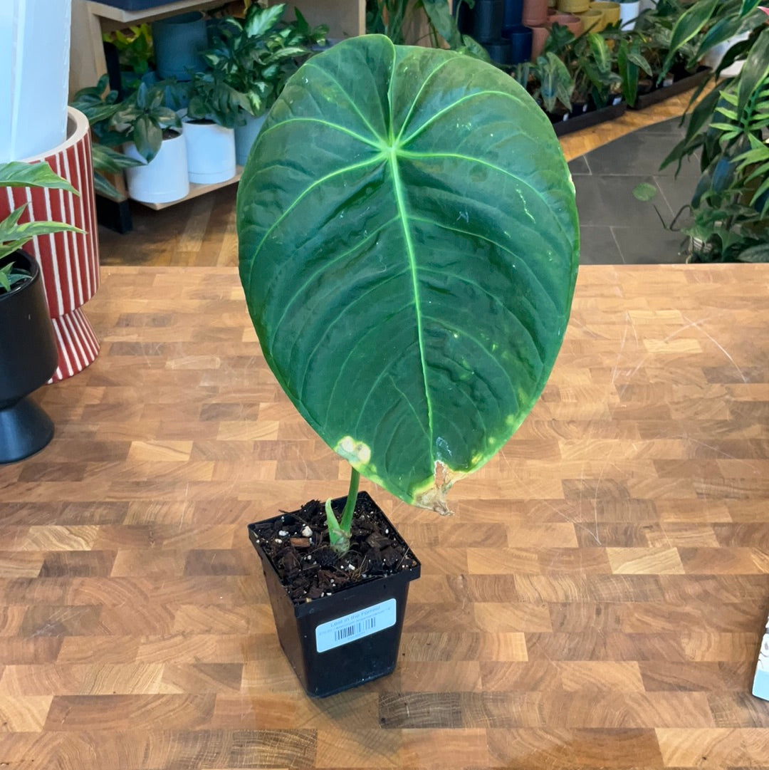 anthurium angamarcanum type Anthurium Angamarcanum