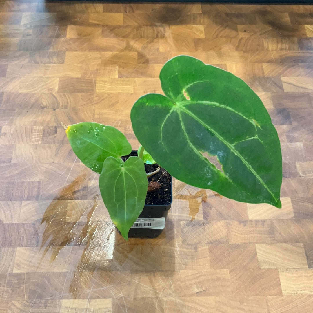 anthurium forgettii Anthurium Forgetii x (Papillilaminum X Crystallinum)