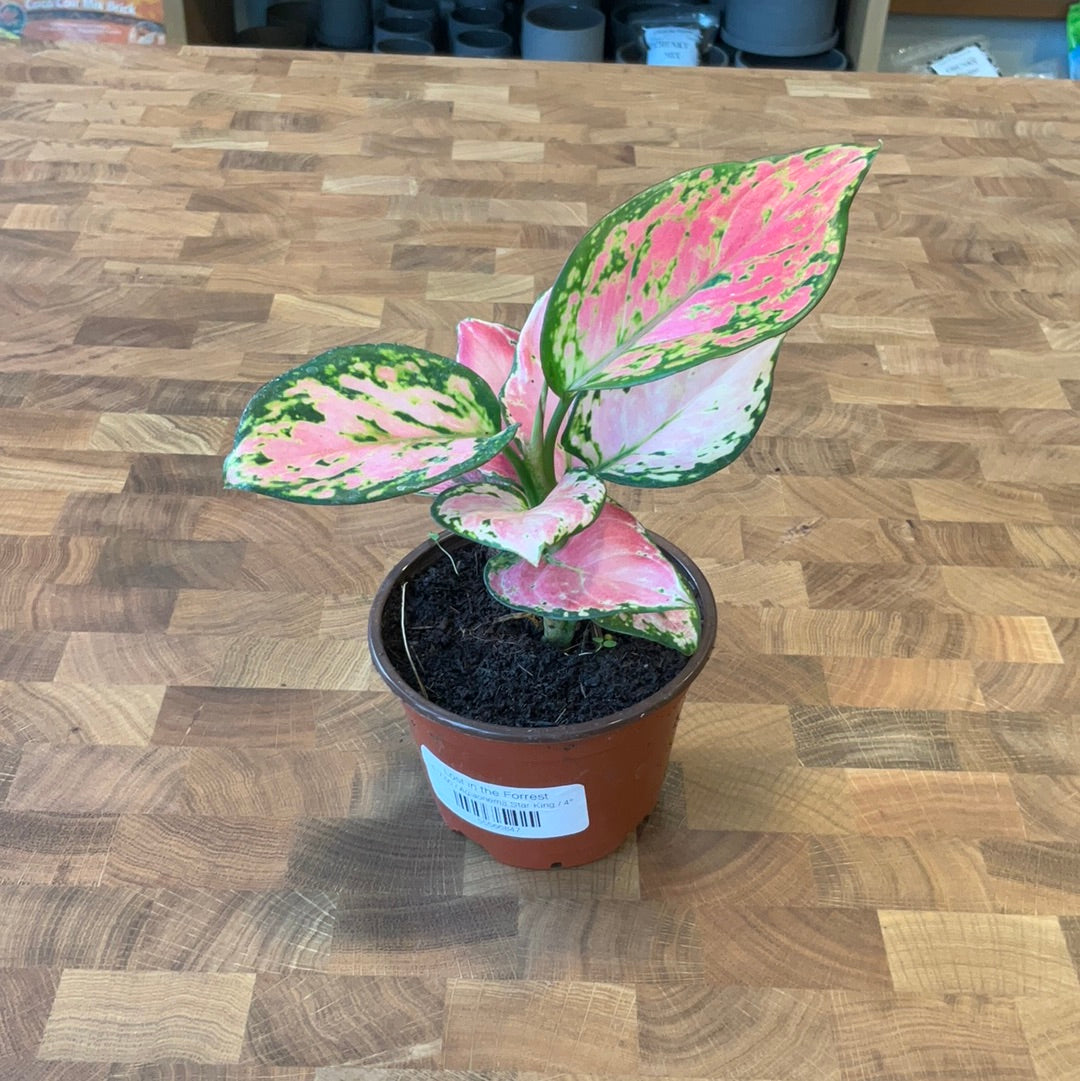 Aglaonema Star King