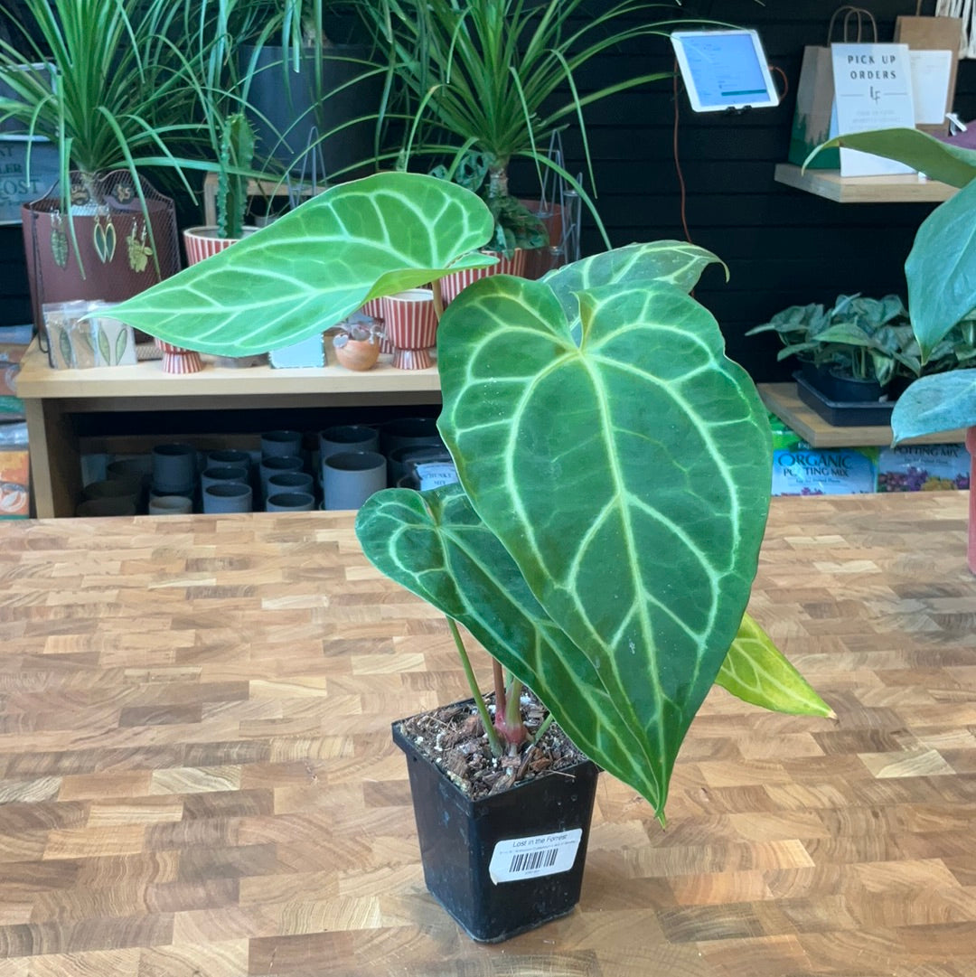 Anthurium Crystallinum x Ace of Spades