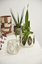 Minka Orchid Pot