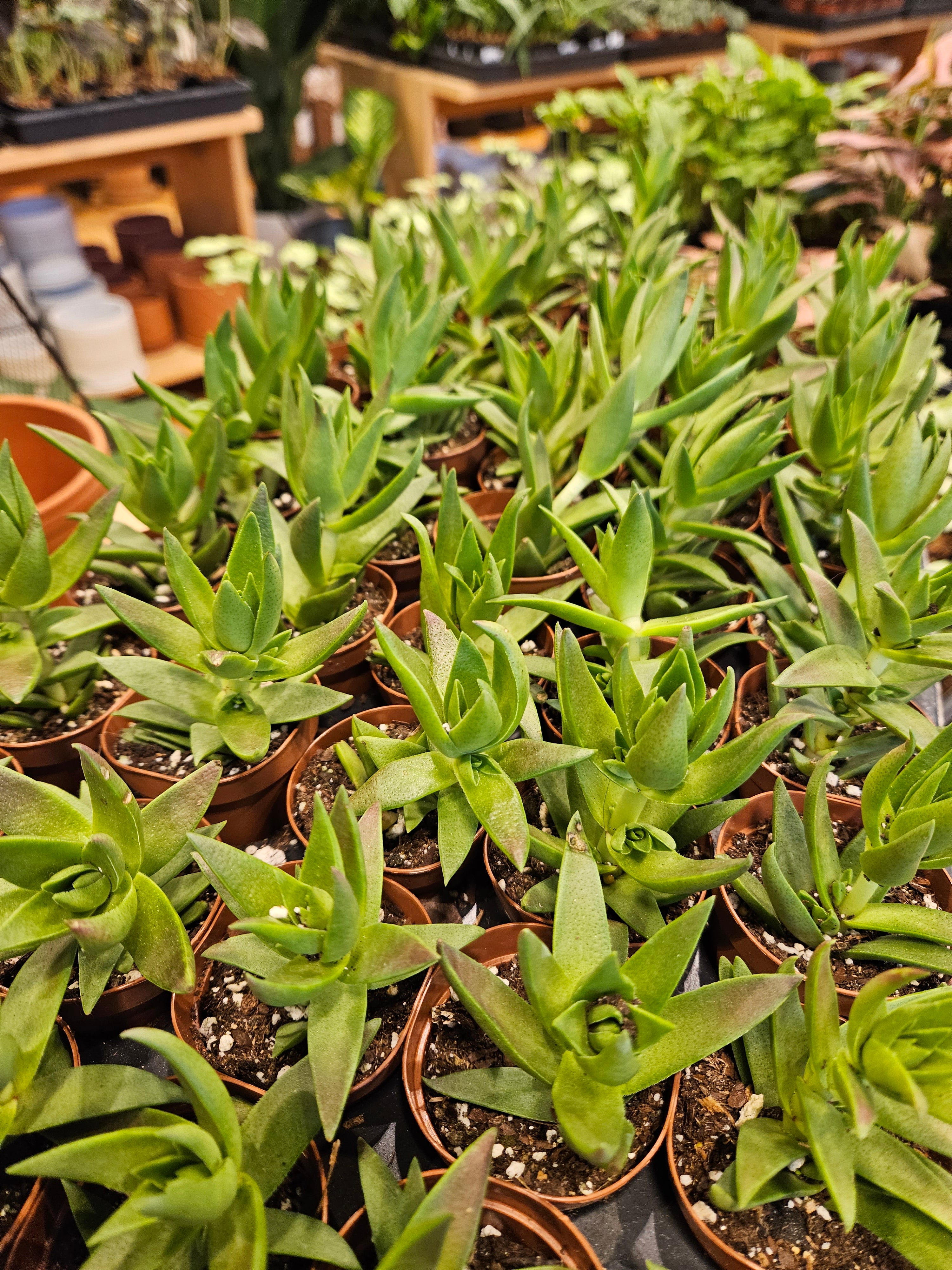 Crassula Shark Tooth