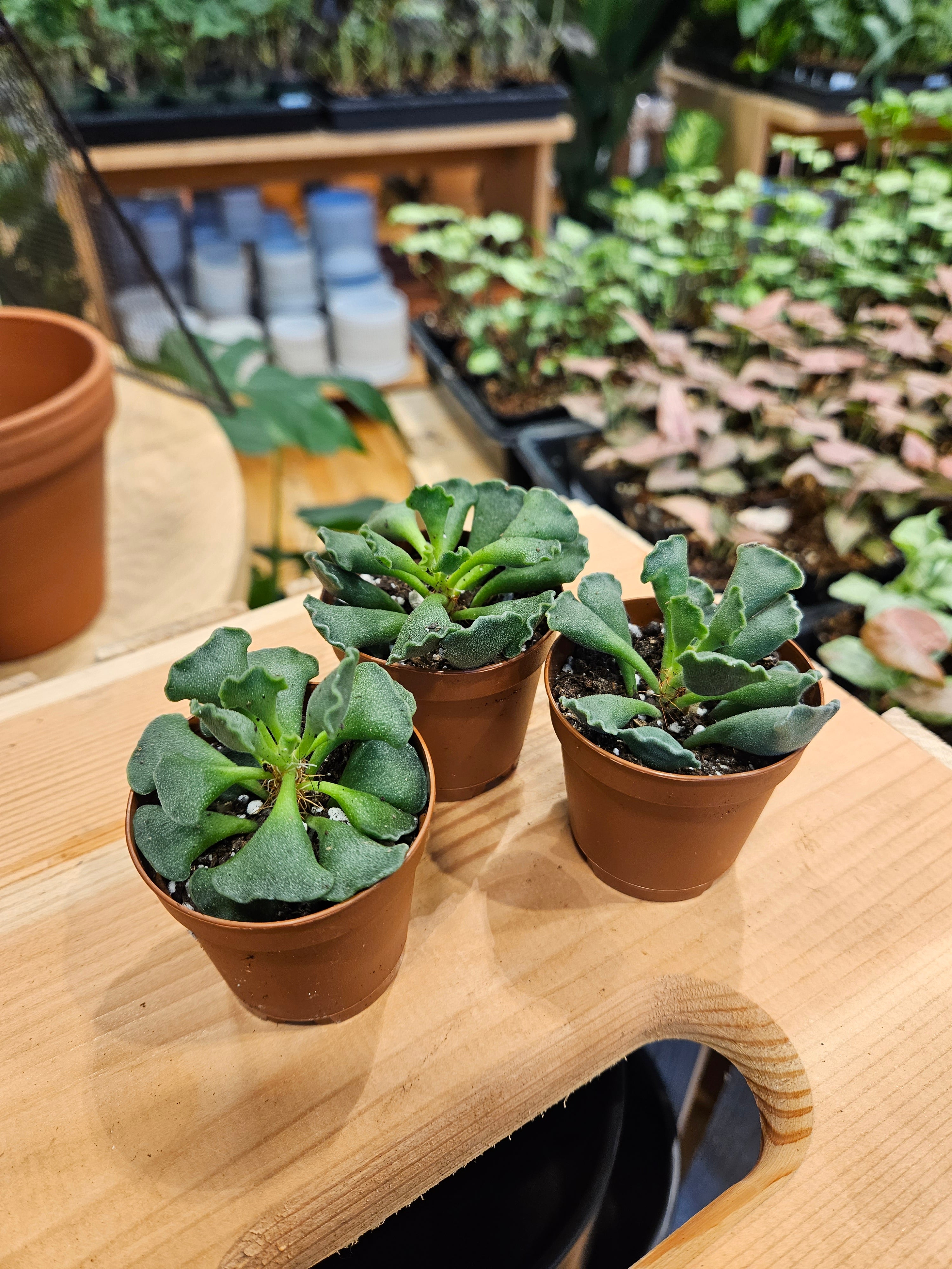 Adromischus Cristanthus