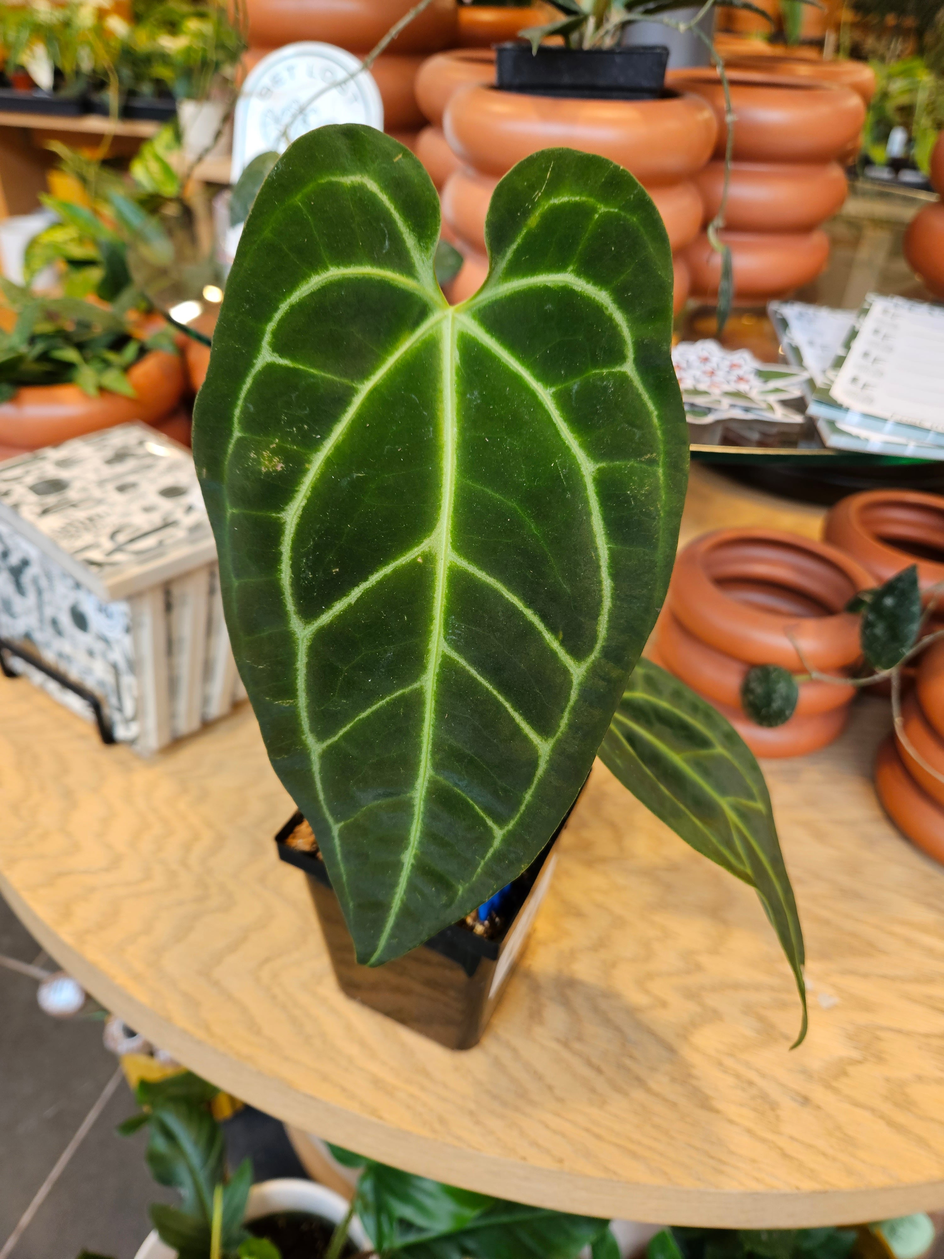 anthurium roga Anthurium Forgetii x Regale – Lost in the Forrest