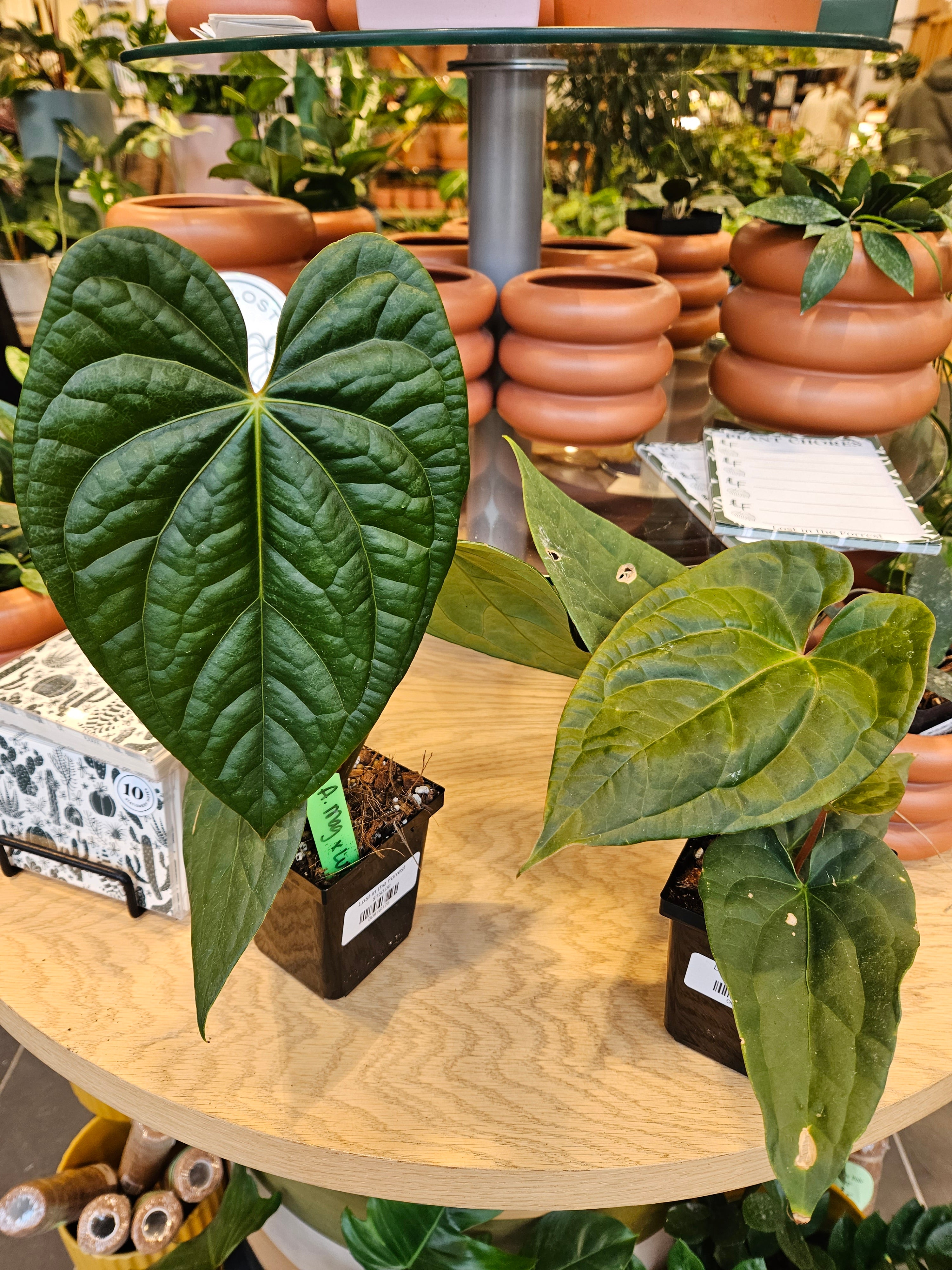 anthurium dressleri x magnificum Anthurium Magnificum x Anthurium Luxurians