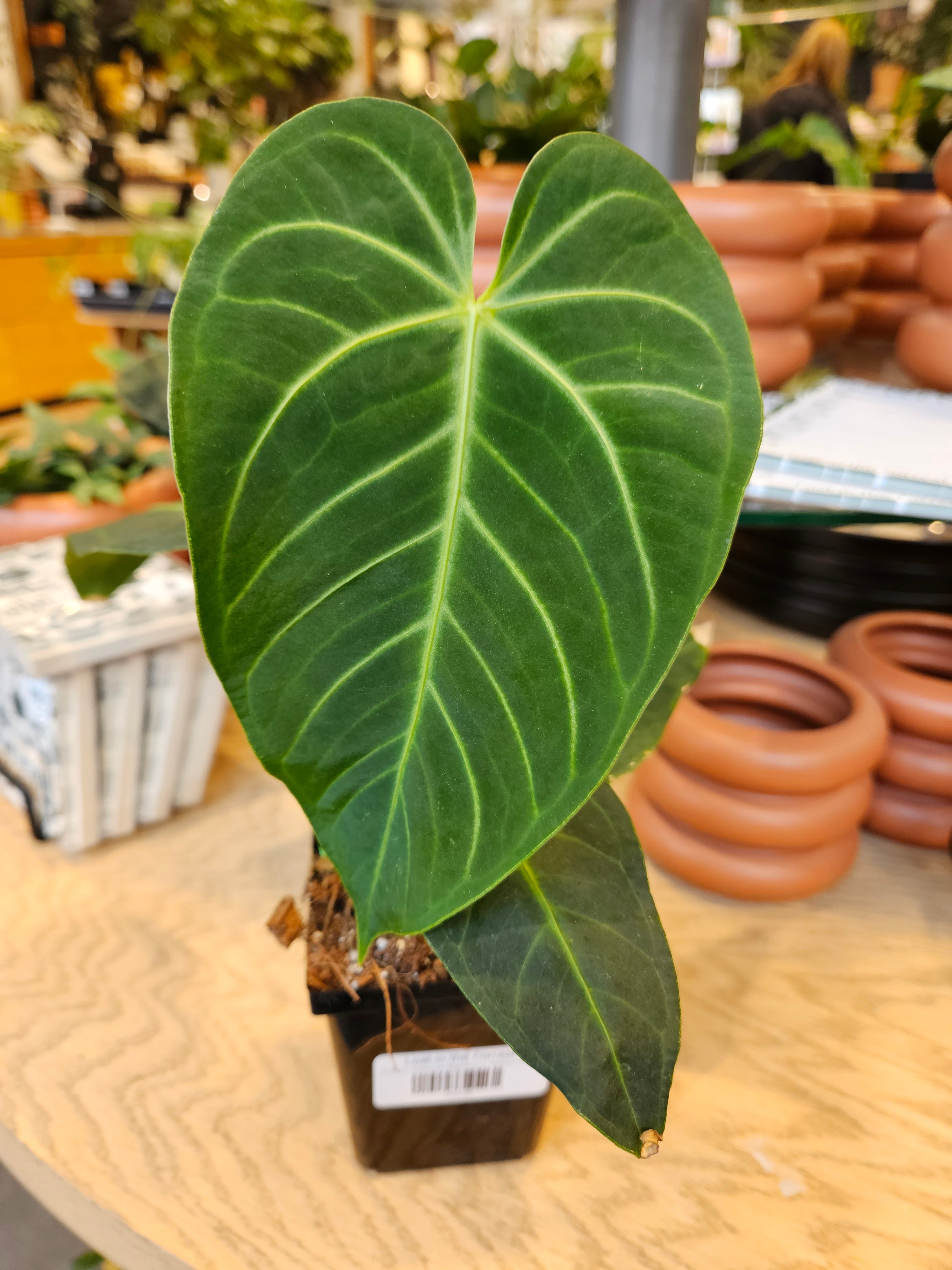 anthurium melano Anthurium Magnificum x Waterburyanum