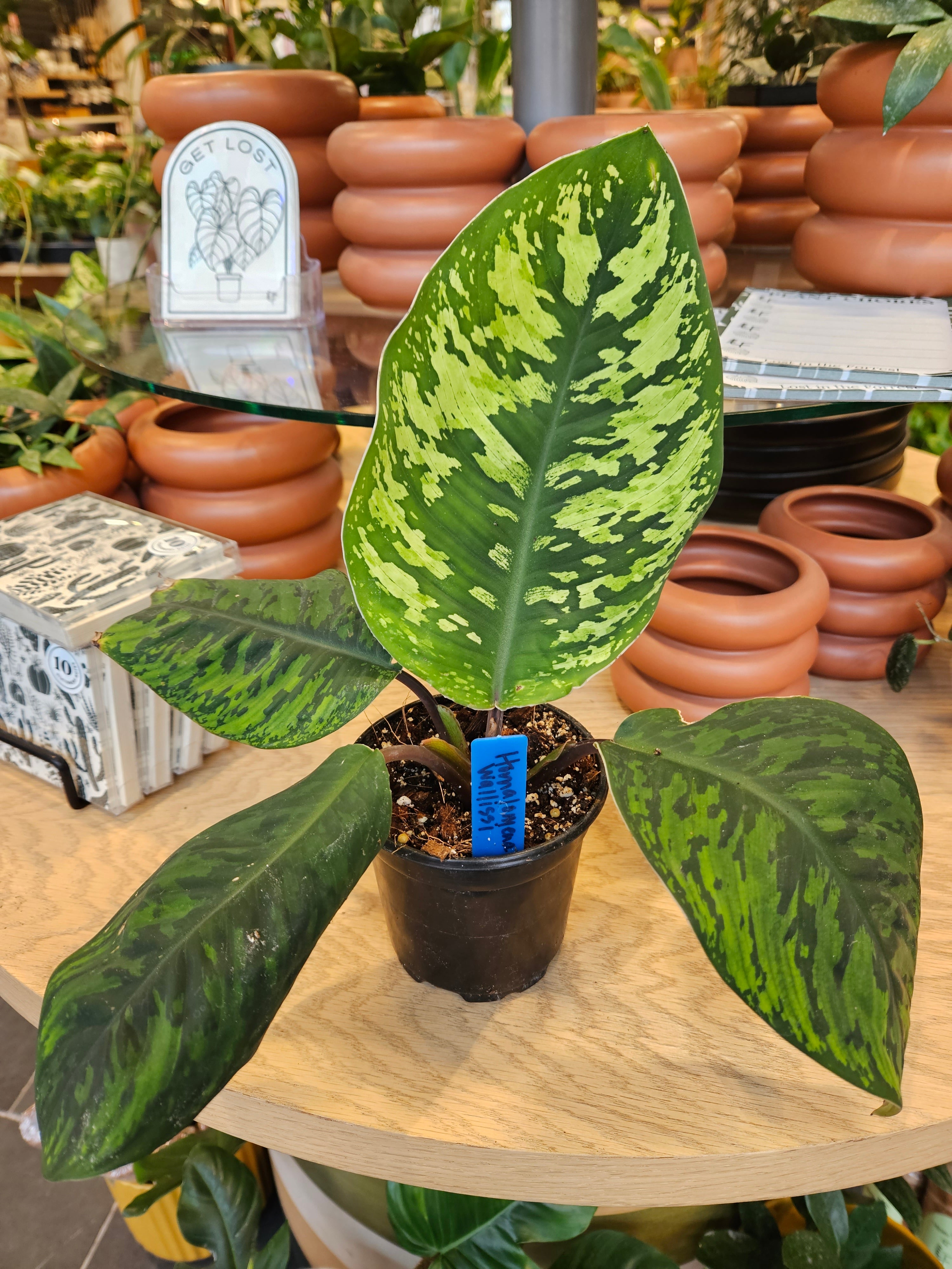 Homalomena Wallissi