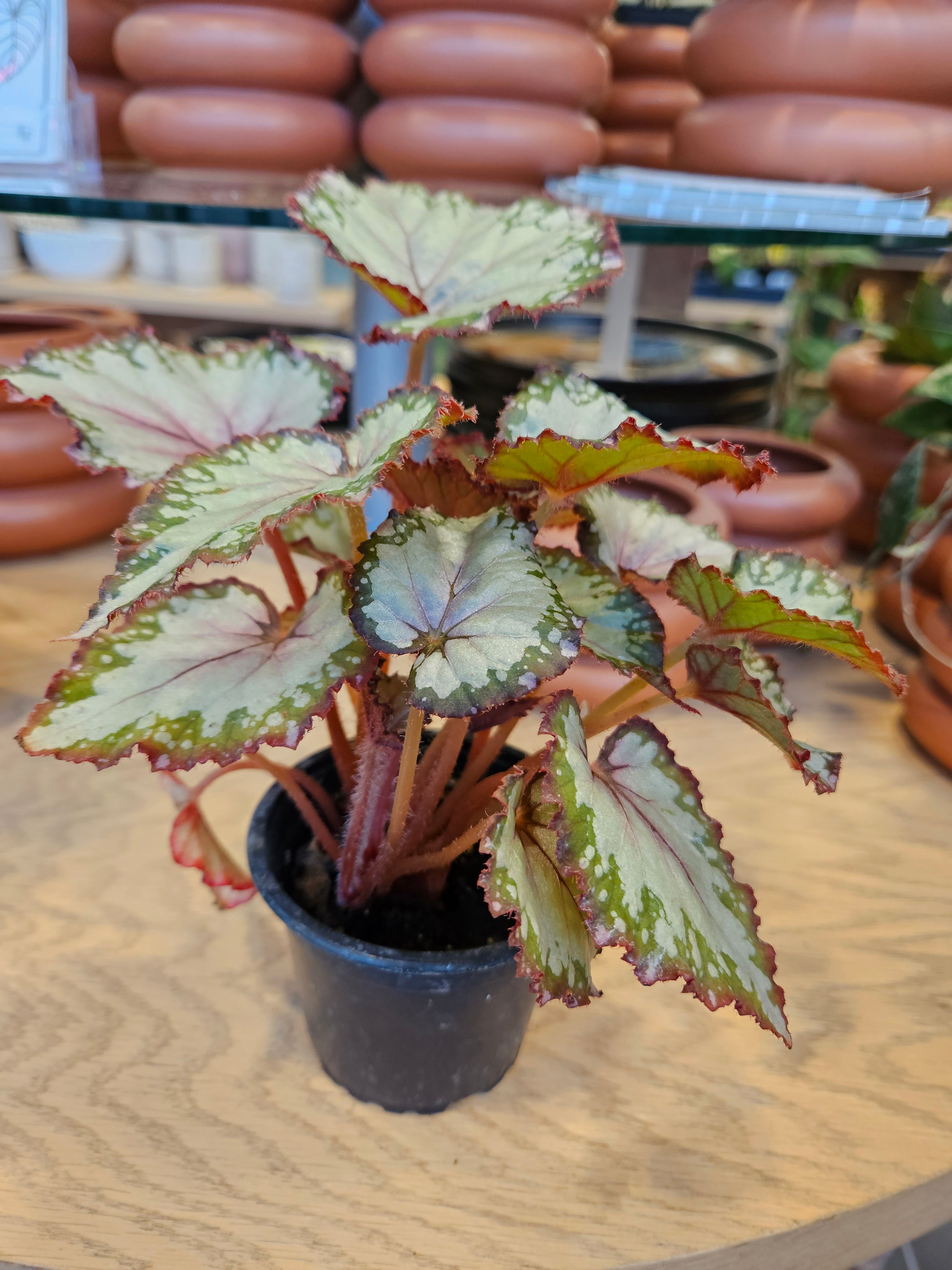 Begonia &