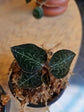 Jewel Orchid - Anoectochilus Formosanus