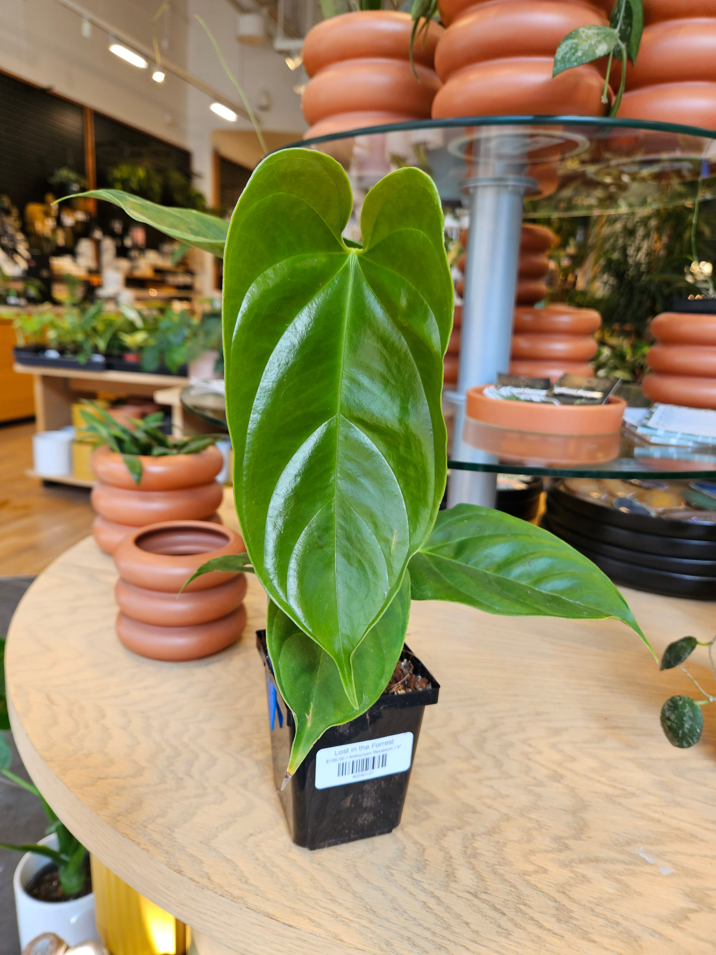 anthurium nangaritense Anthurium Recavum