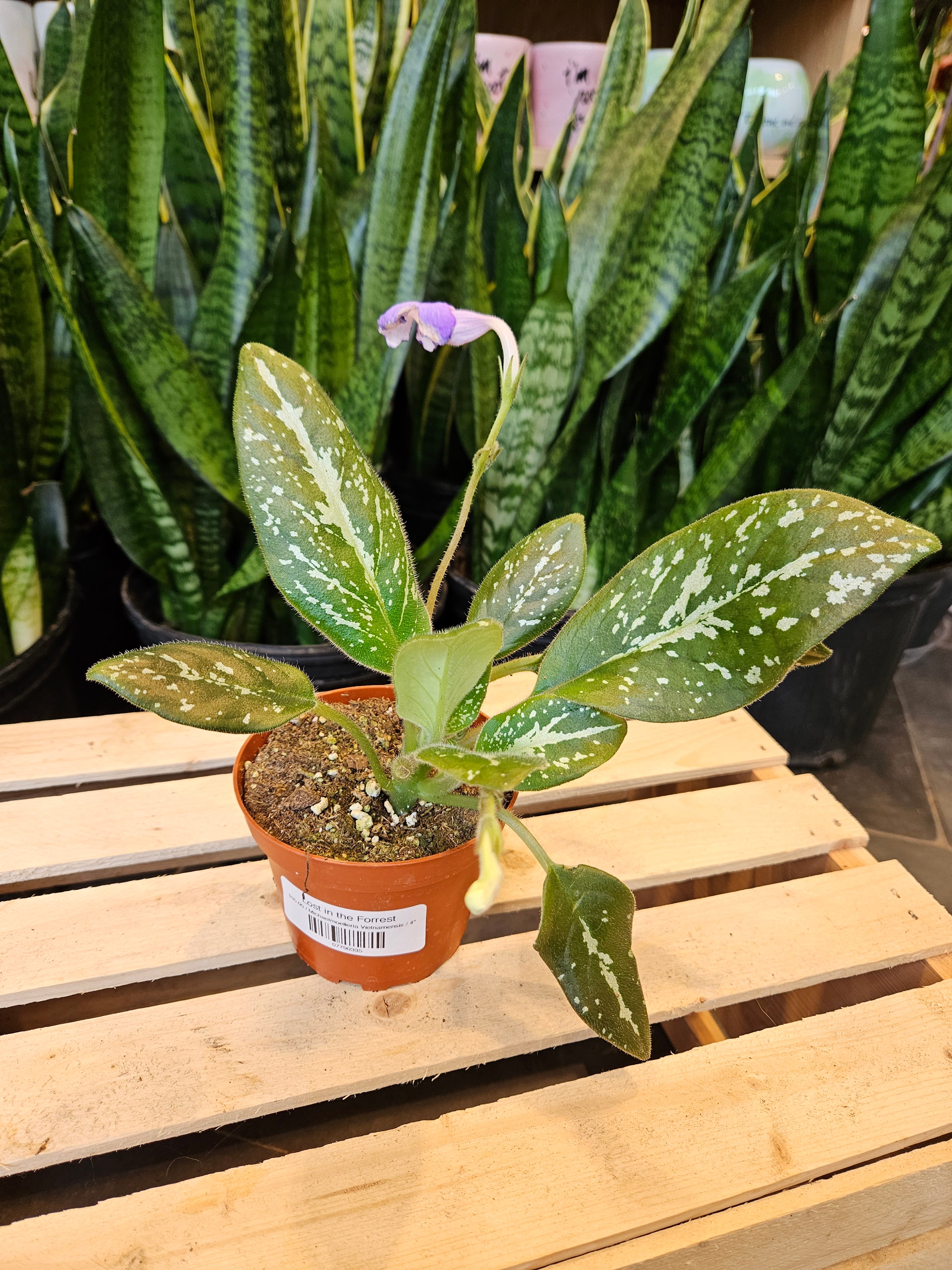 Michaelmoelleria Vietnamensis