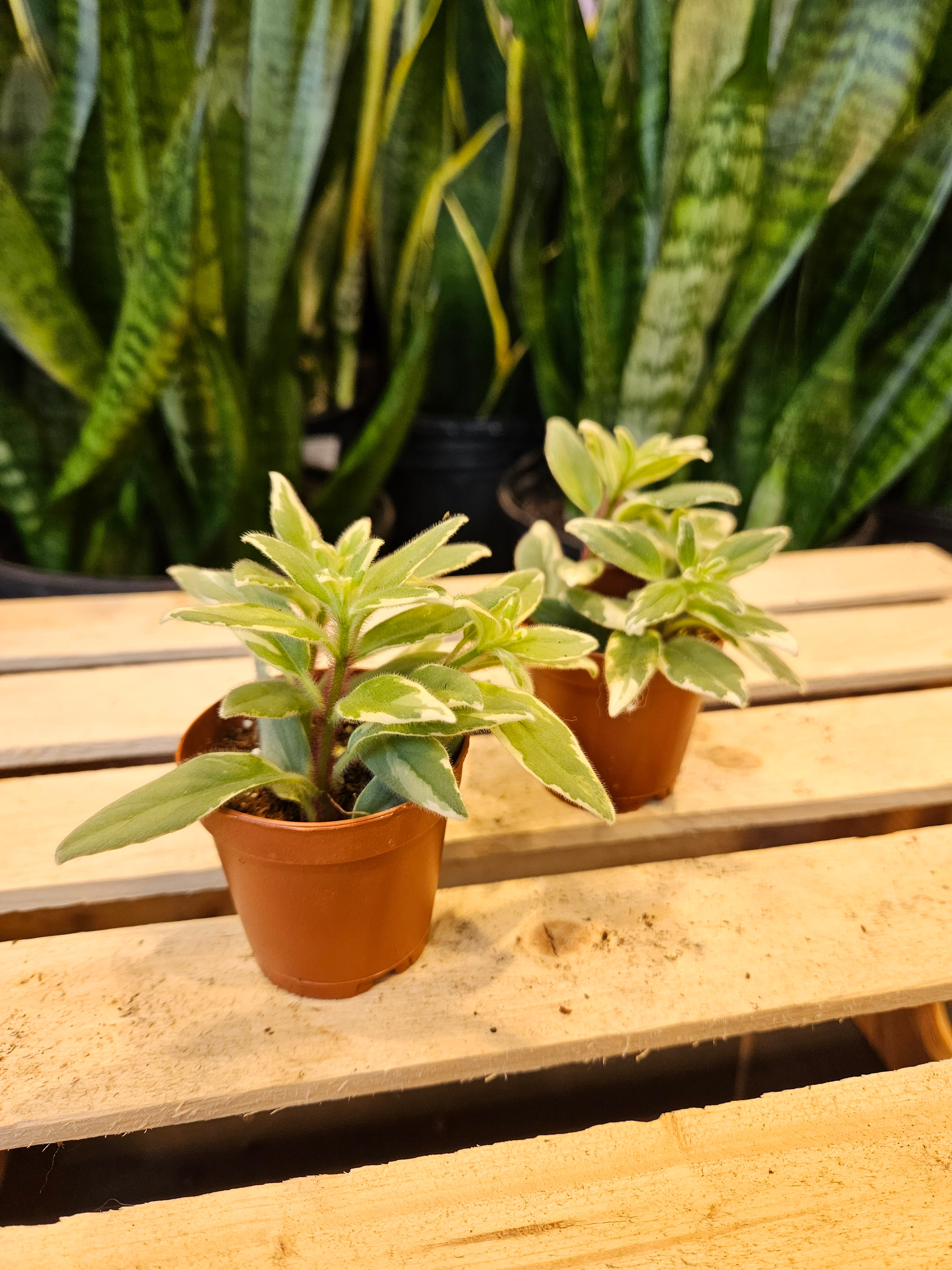 Variegated Goldfish Plant