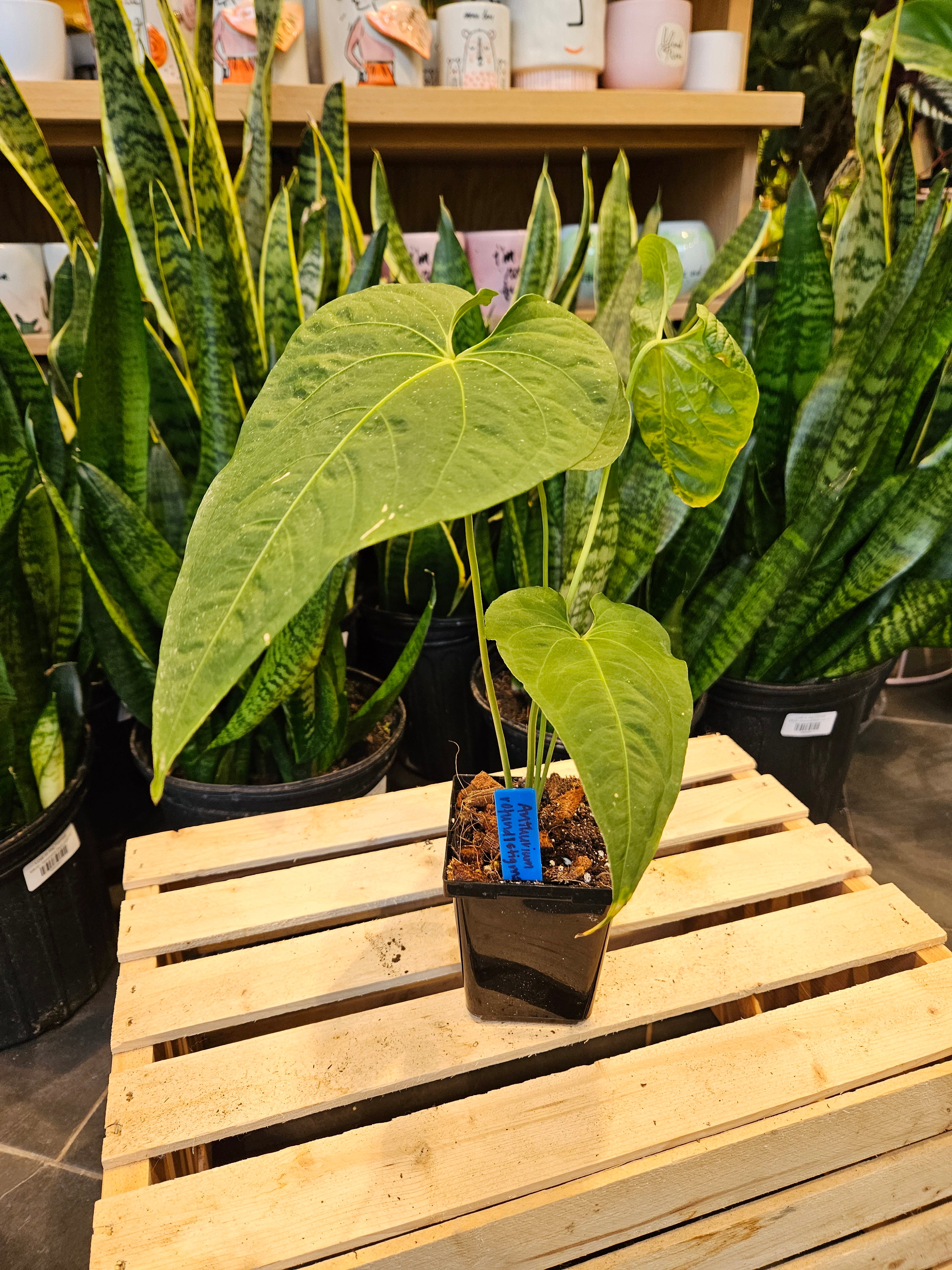 Anthurium Rotundistigmatum