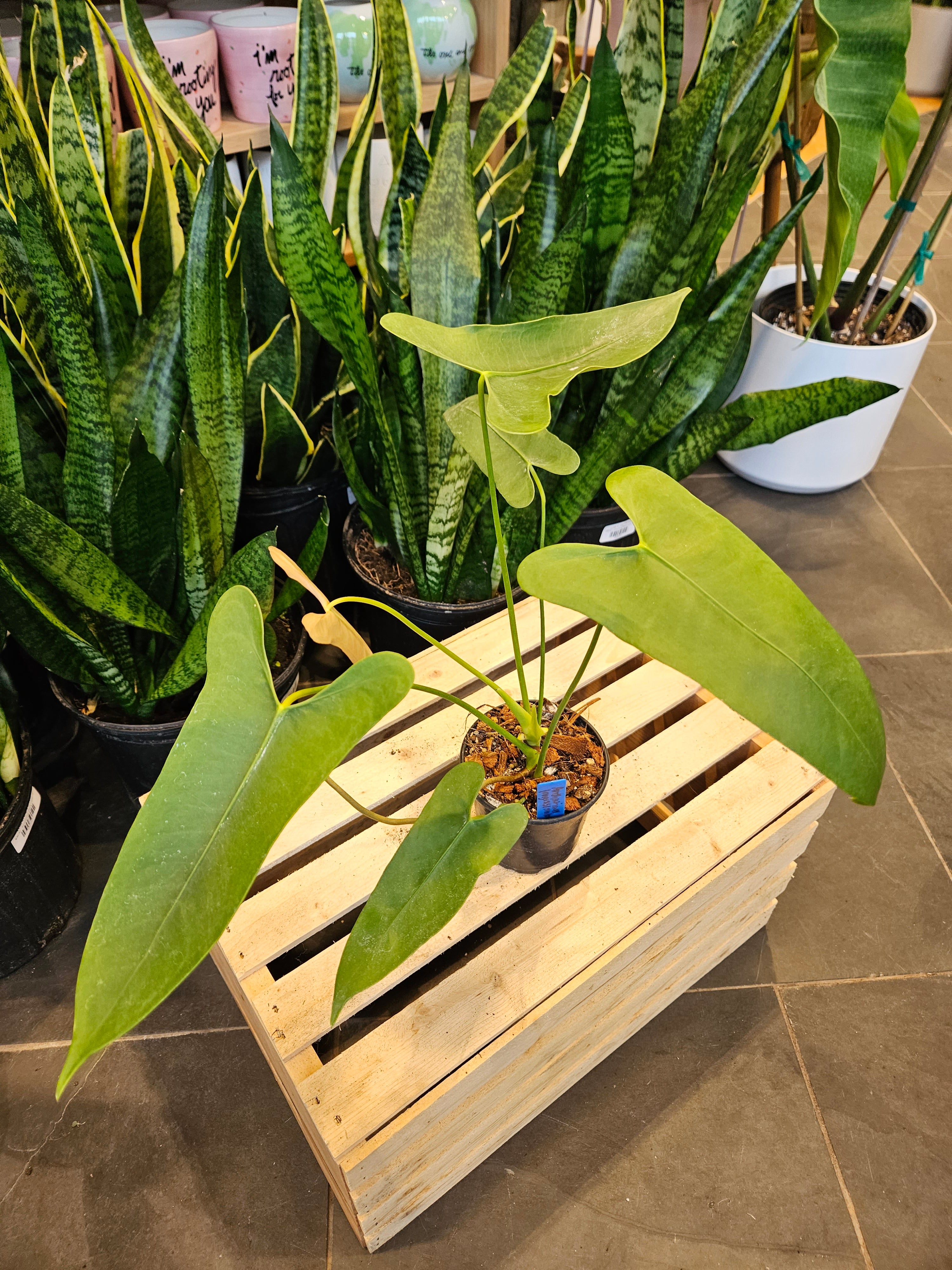 Anthurium Longissimilobum