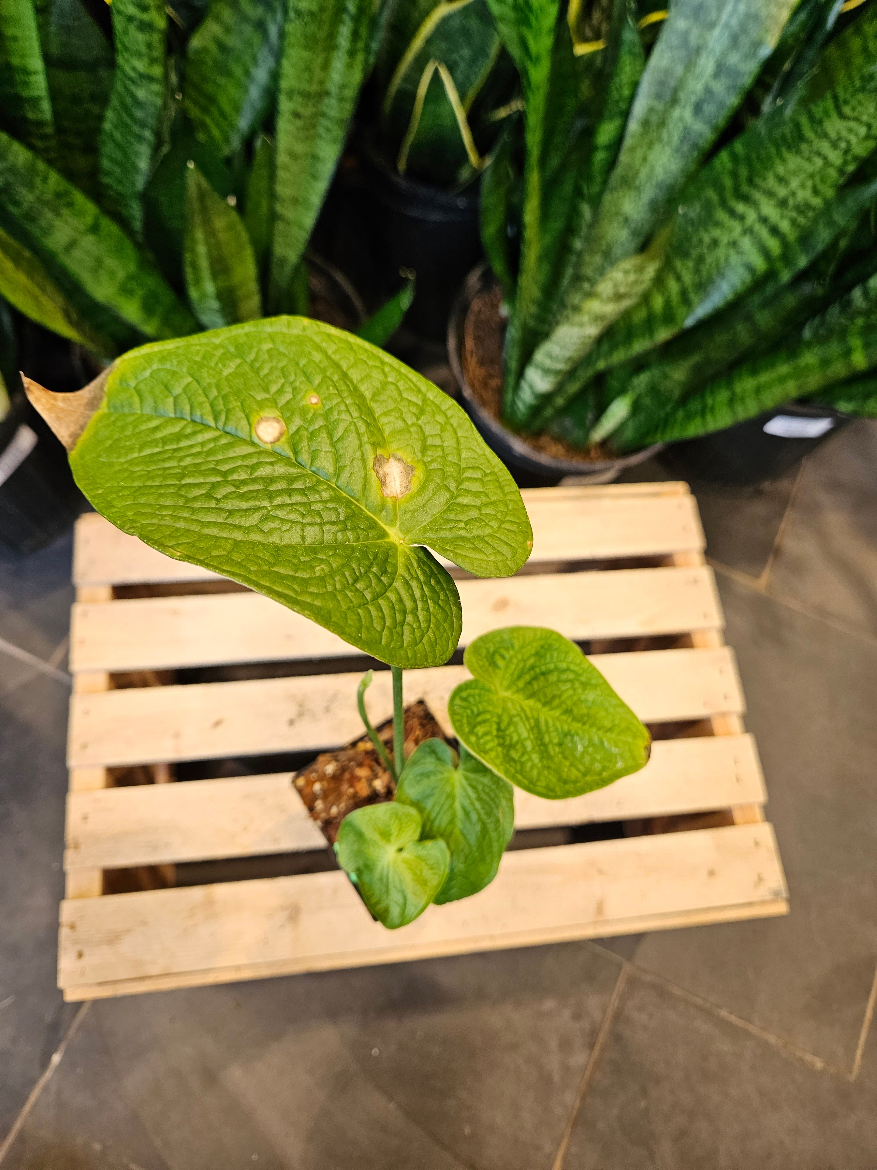anthurium rugulosum Anthurium Rugulosum 'Crinitum'
