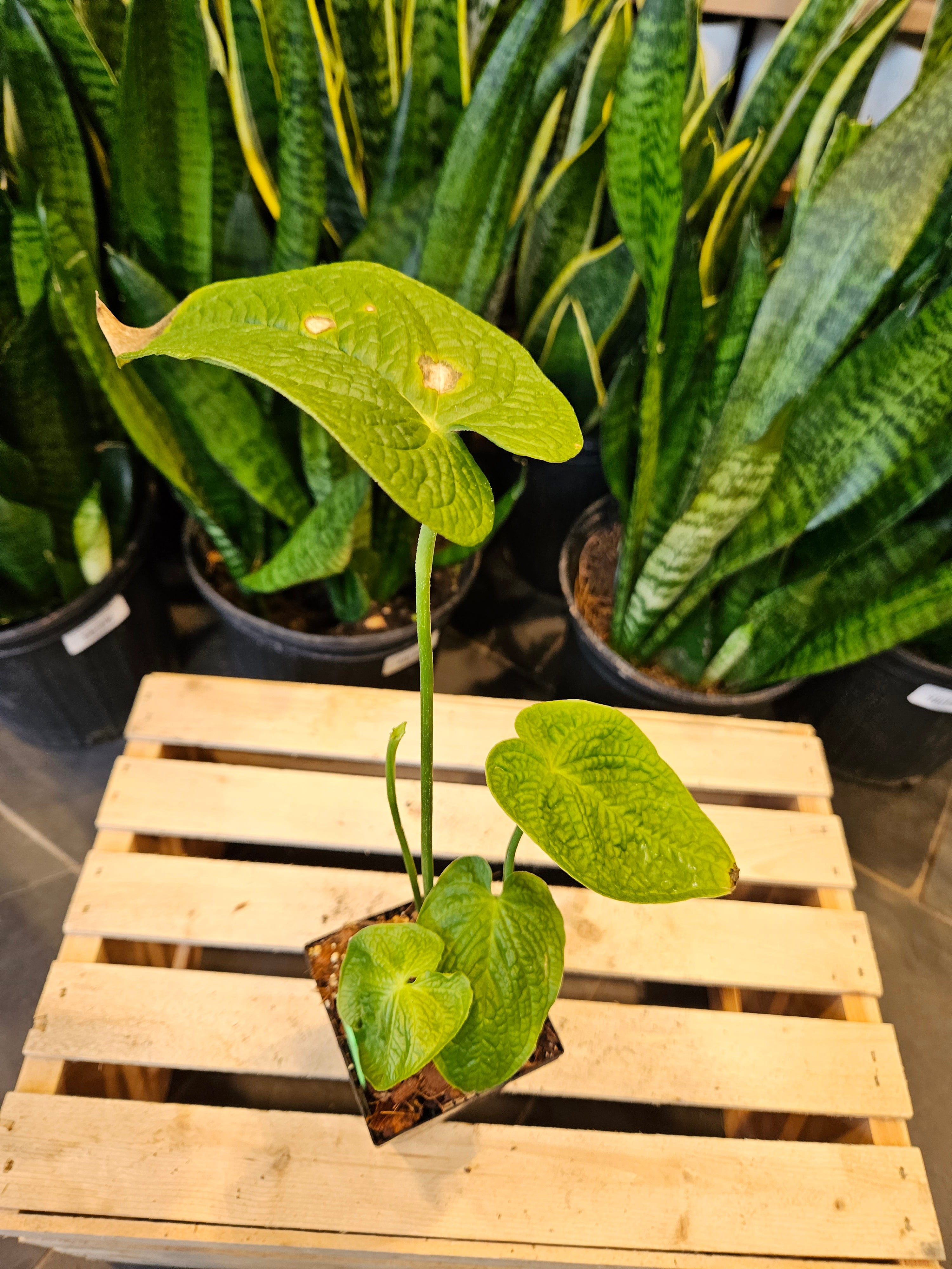 Anthurium Rugulosum &