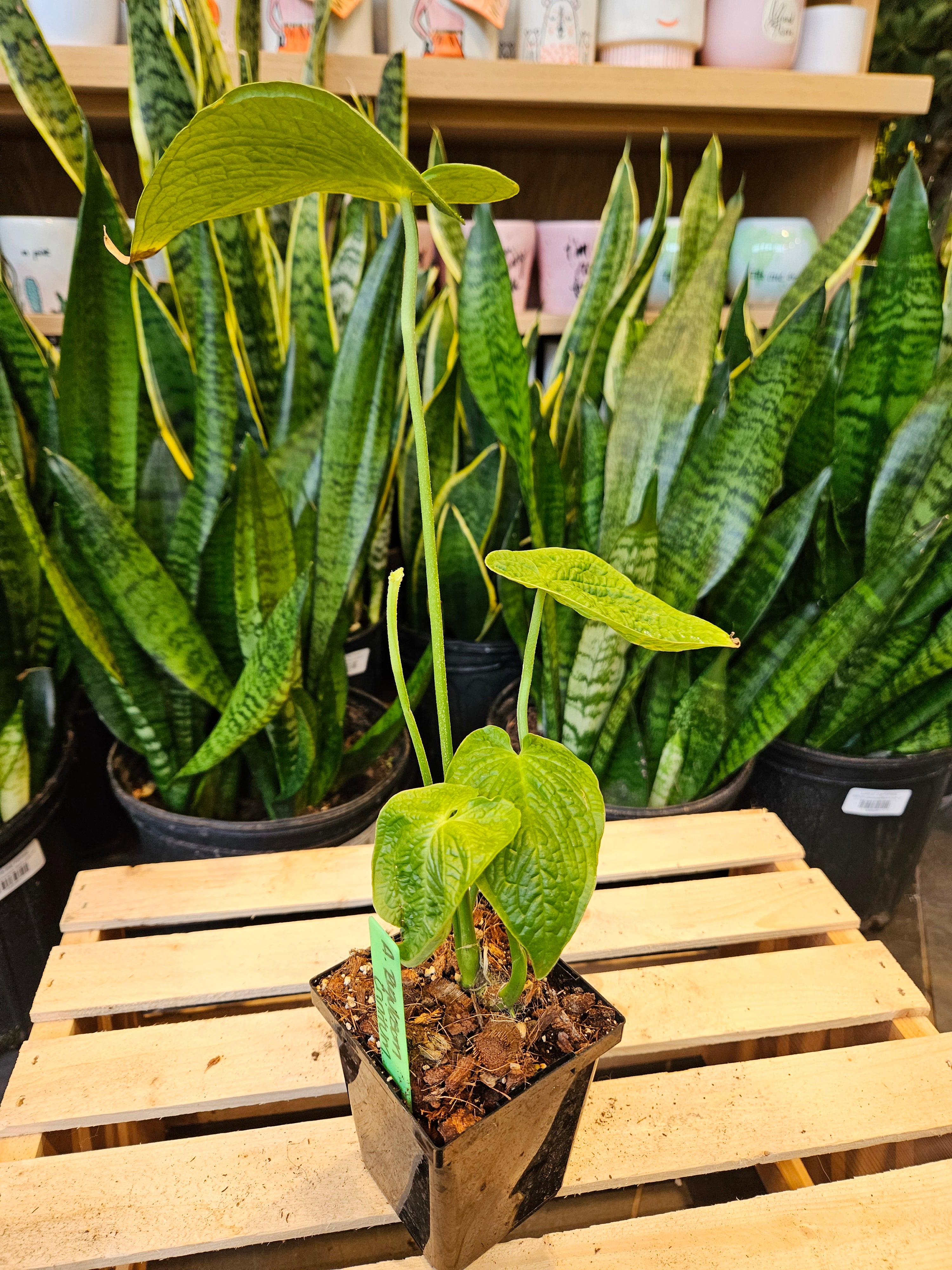 Anthurium Rugulosum &
