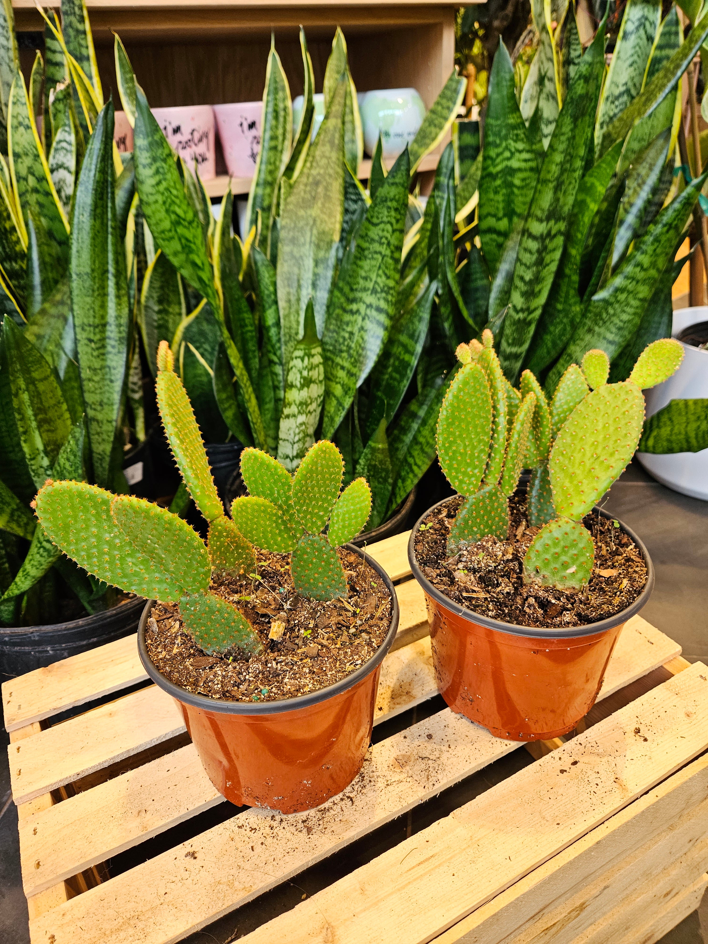 mickey succulent Mickey Mouse Cactus – Lost in the Forrest