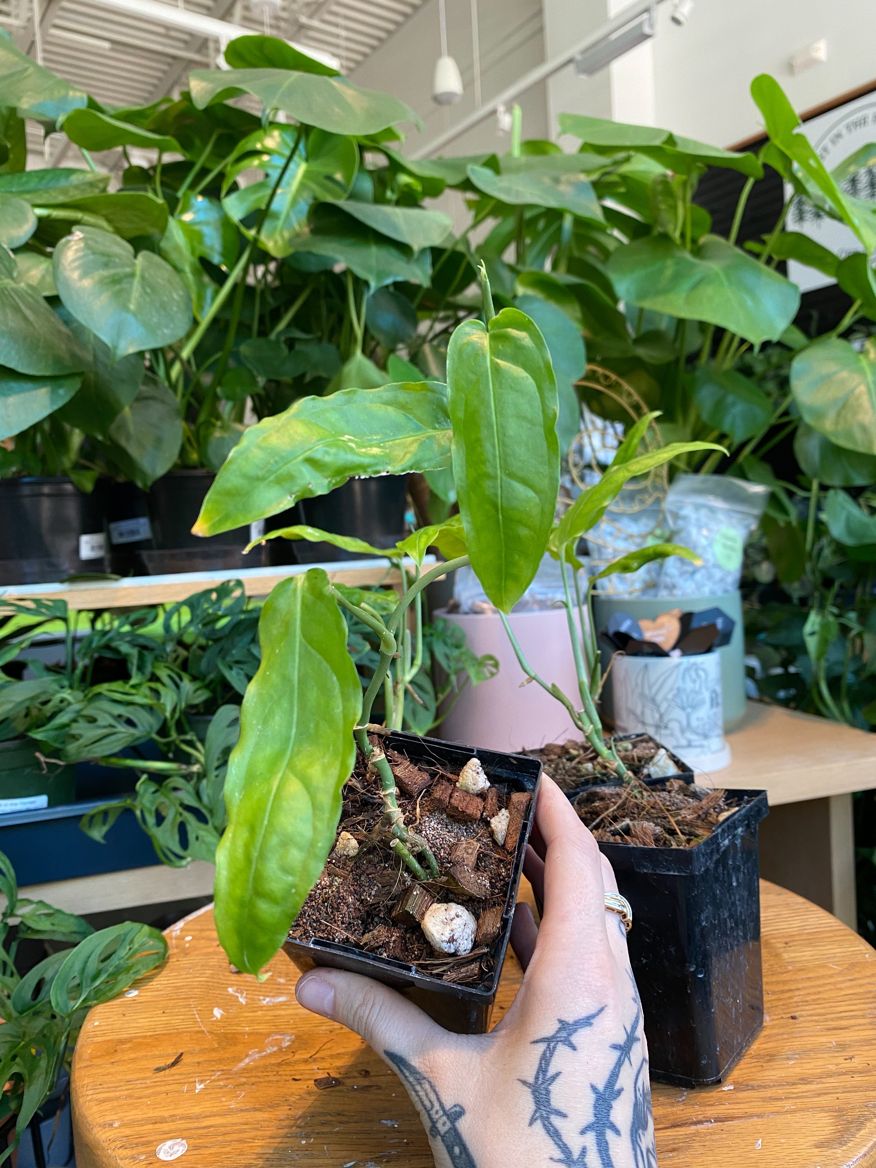 Monstera Obliqua Amazonas