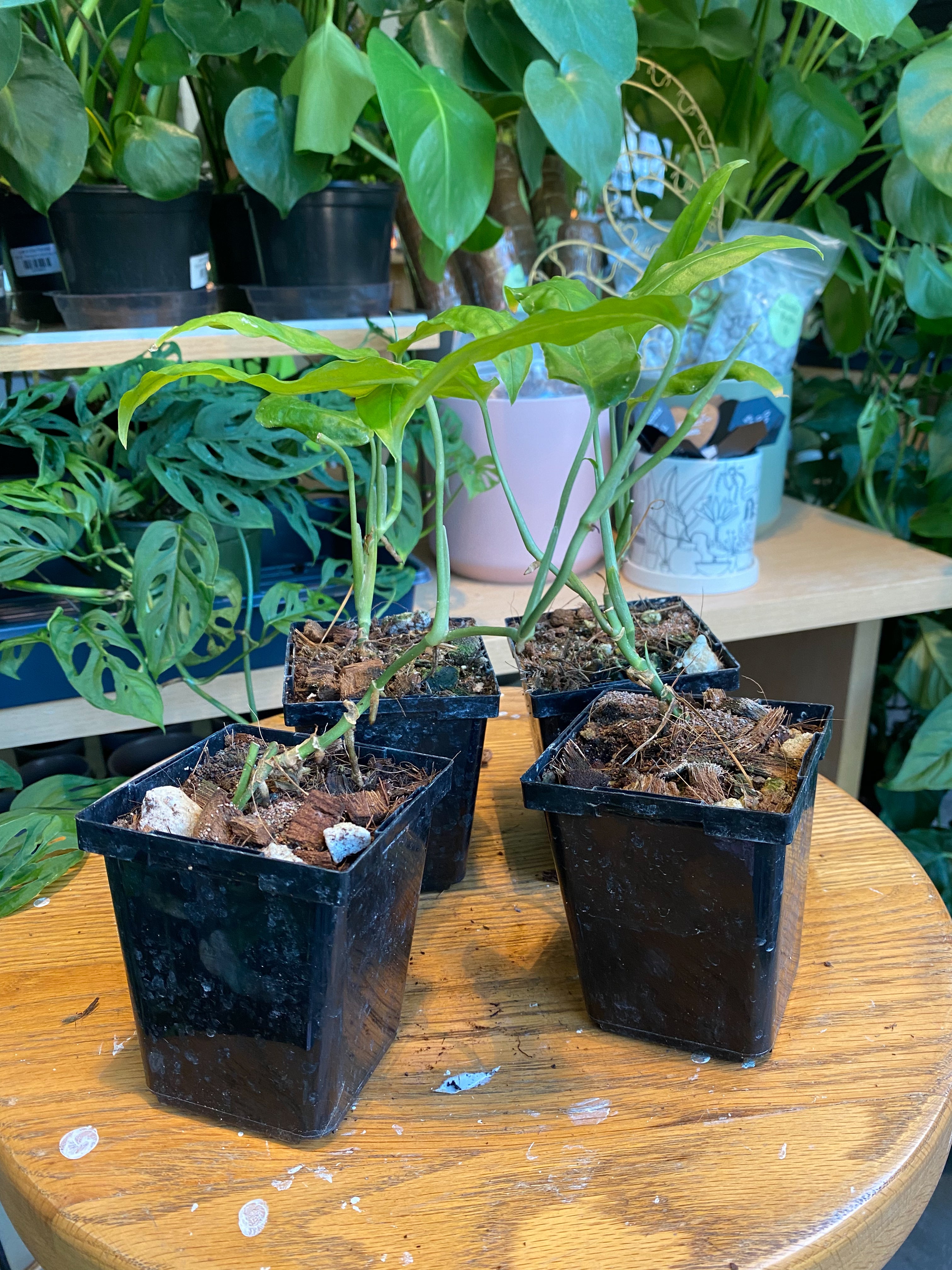 Monstera Obliqua Amazonas