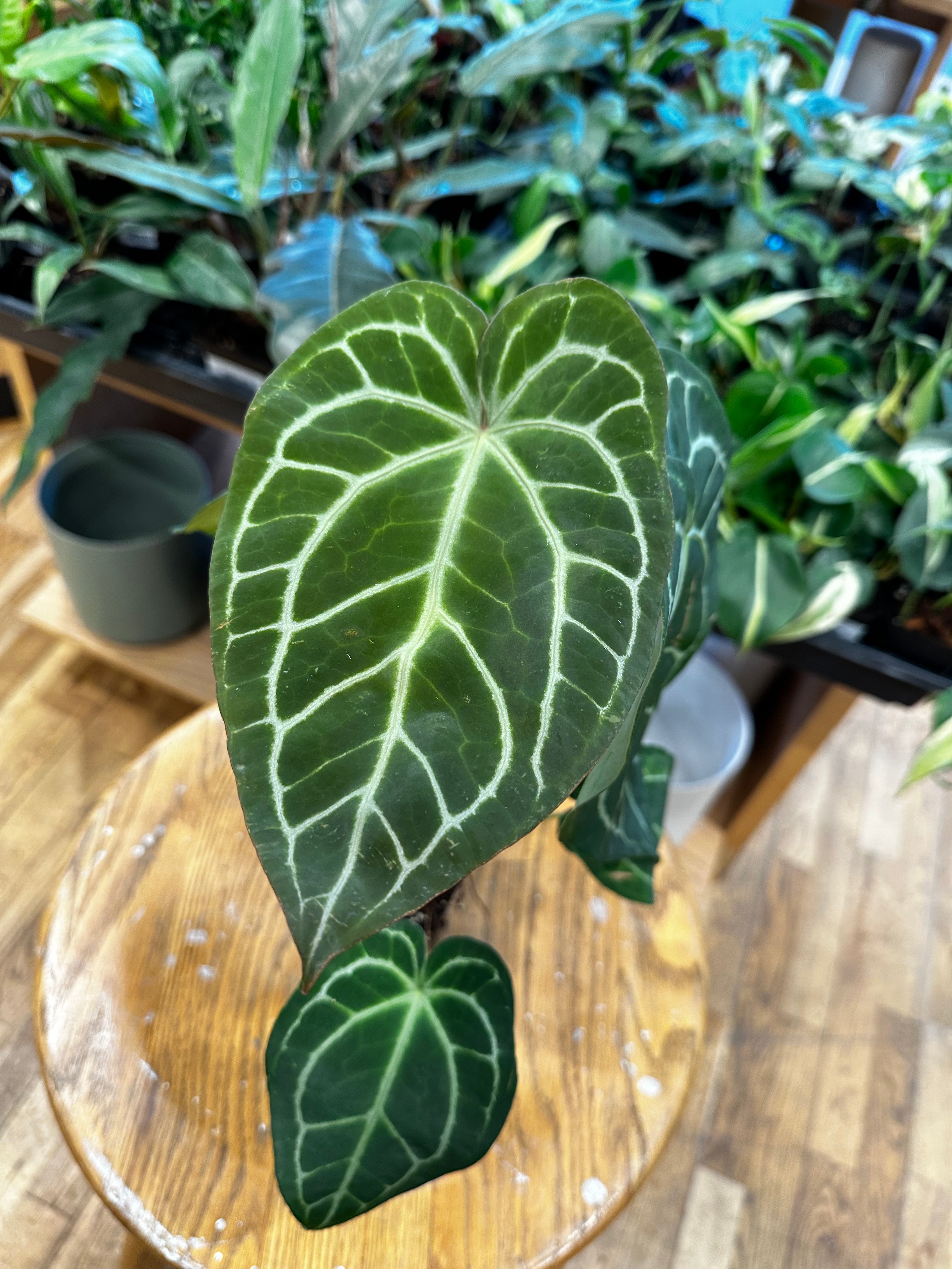 Anthurium Crystallinum x Magnificum Lost in the Forrest