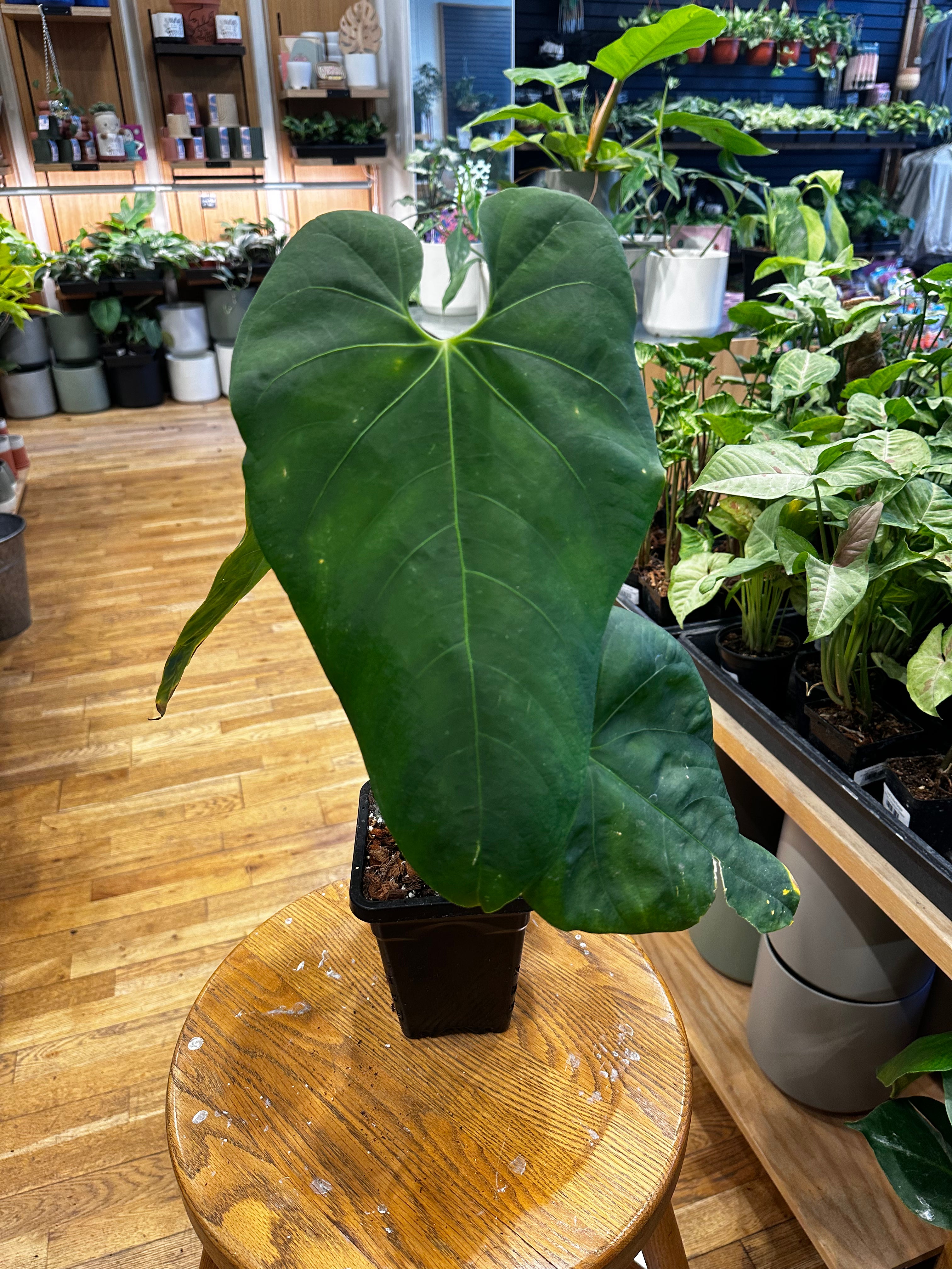 anthurium marmoratum care Anthurium Marmoratum