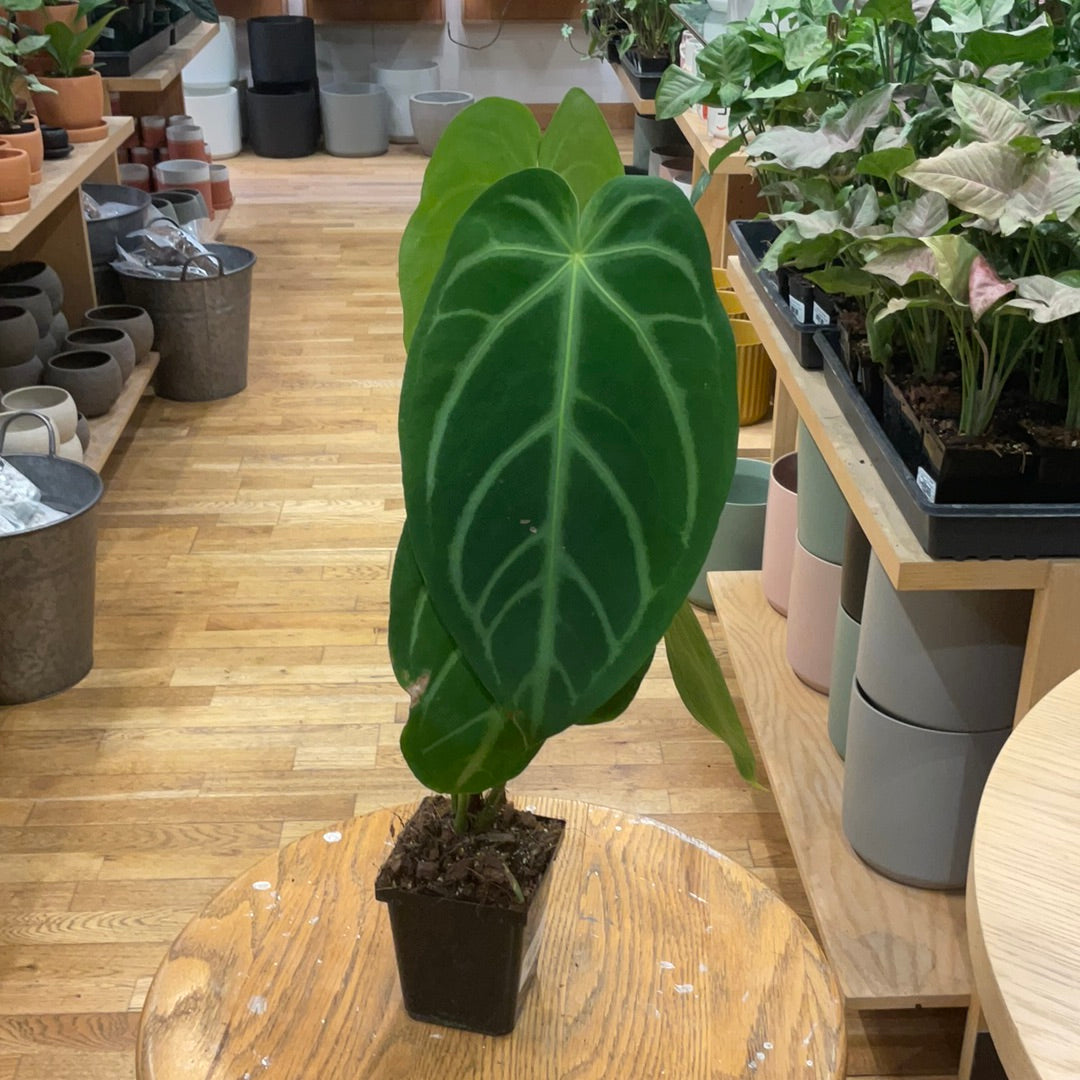 Anthurium Mag Silver