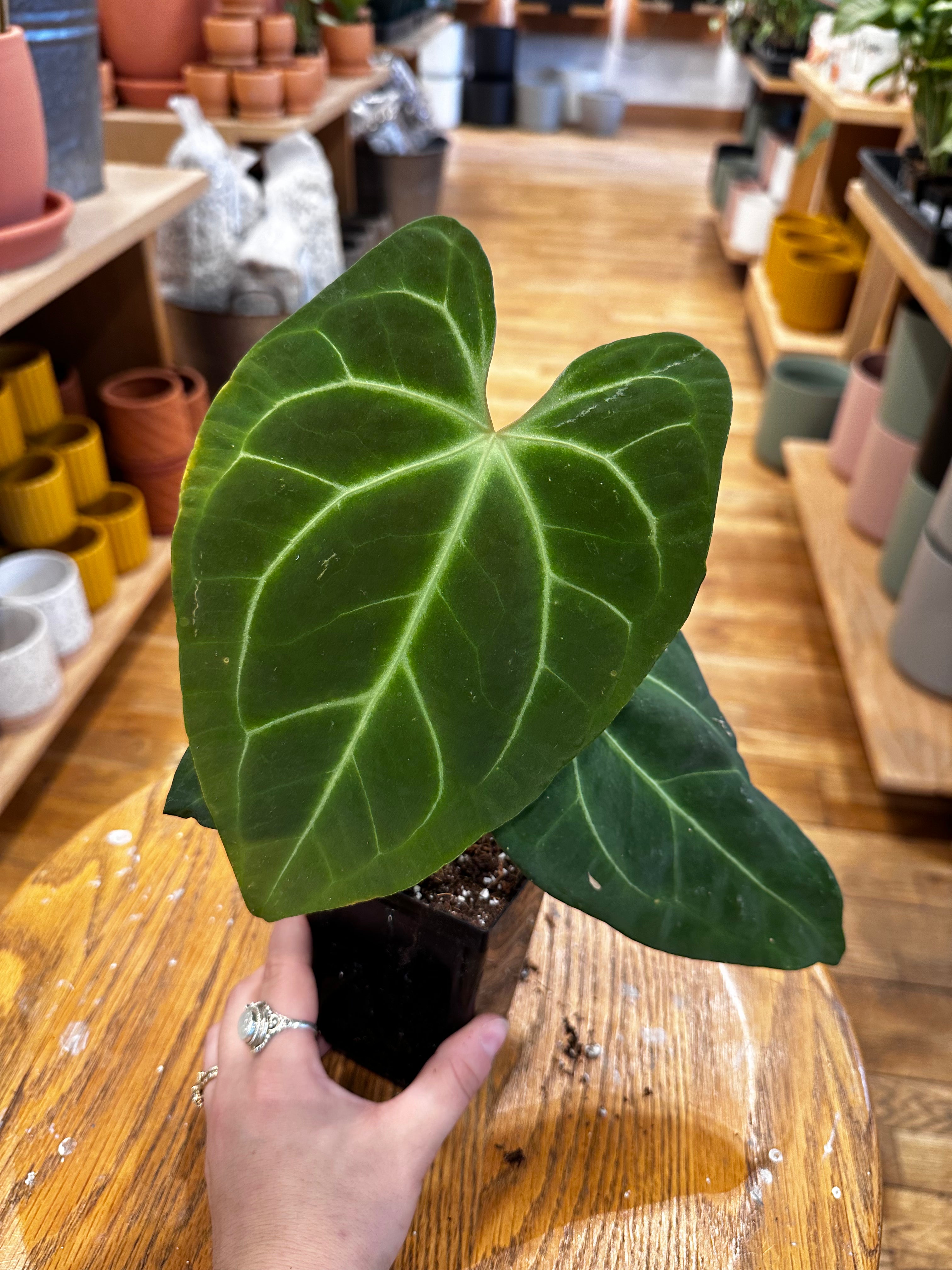 anthurium magnificum x besseae aff Anthurium Besseae x Magnificum – Lost in the Forrest