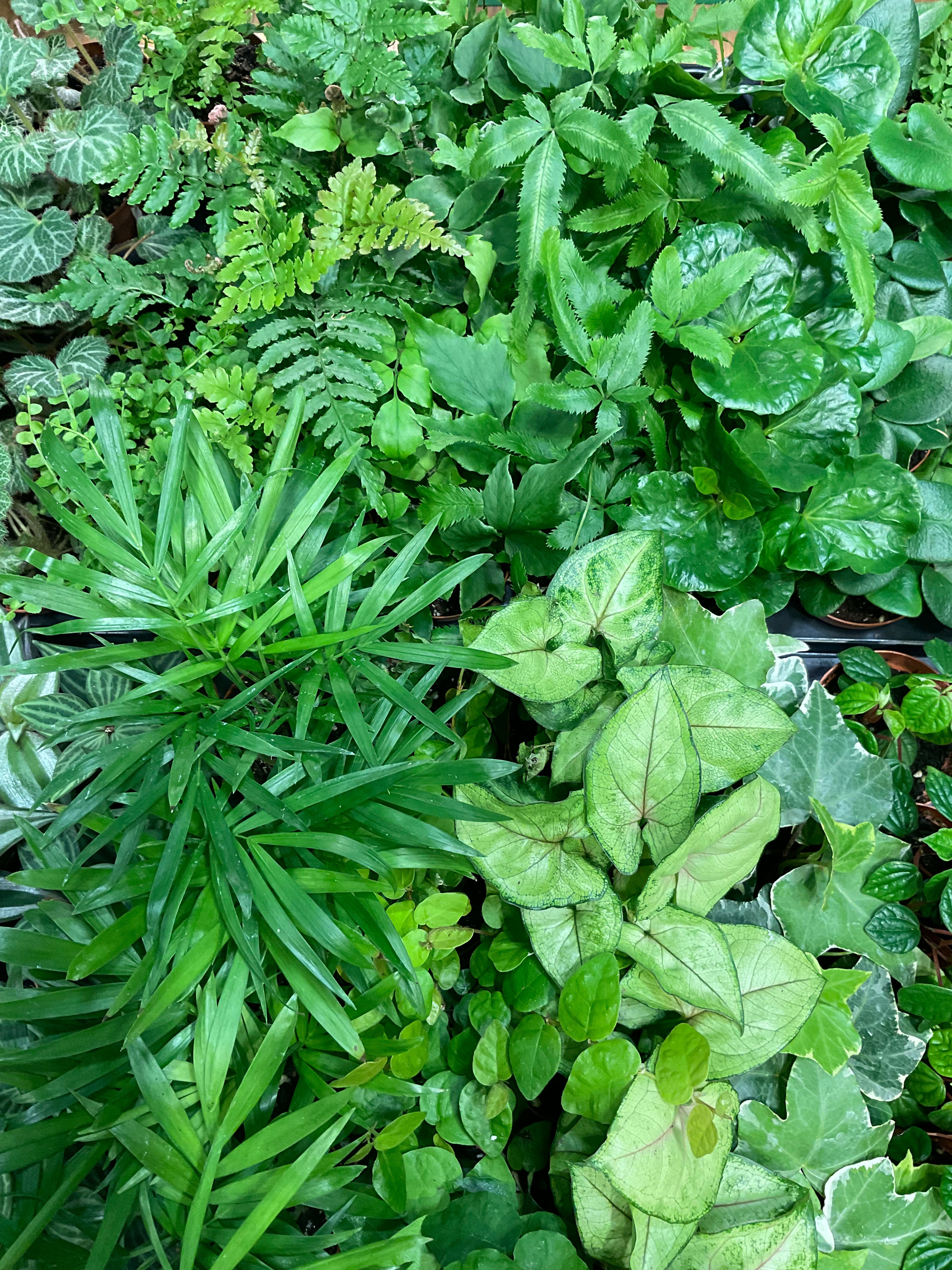 Assorted Foliage