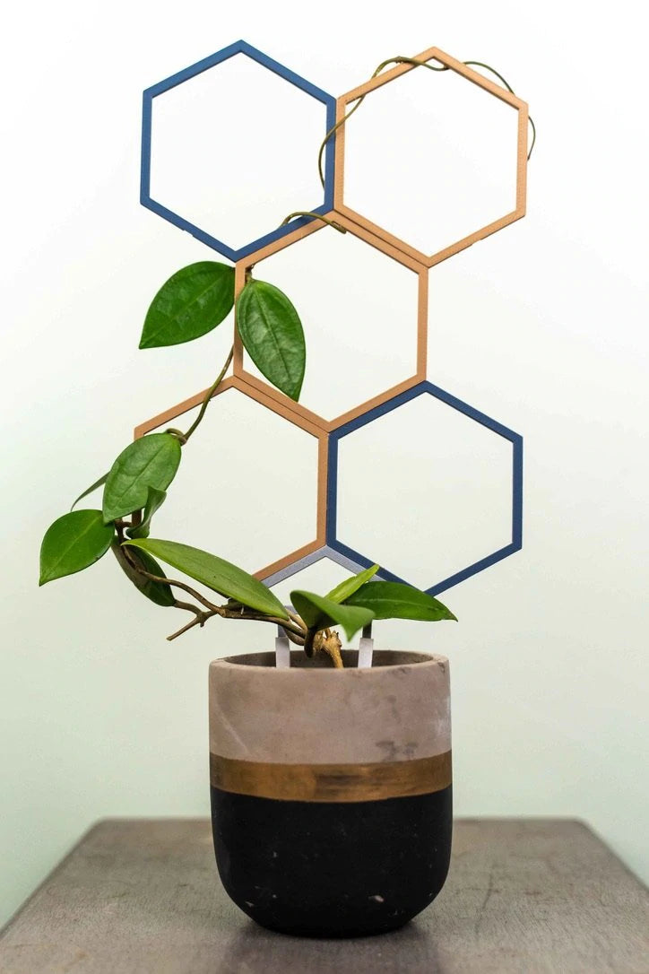 hexagon plant trellis Super Trellis Small Starter Pack – Lost in the Forrest