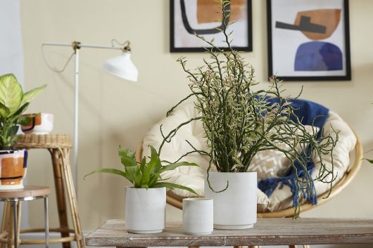 Triangles and Tatas Pot