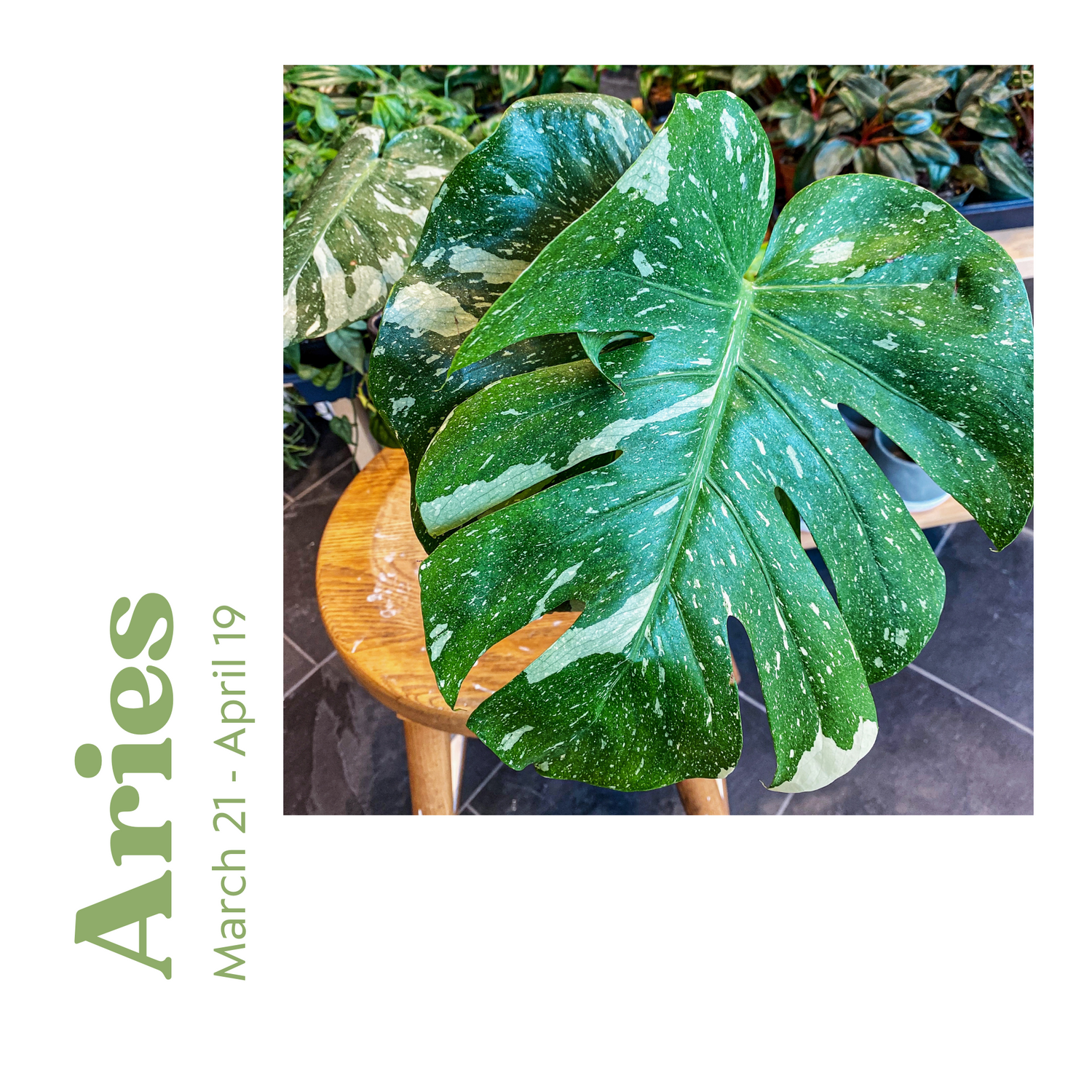 Plants that align with your Zodiac sign!