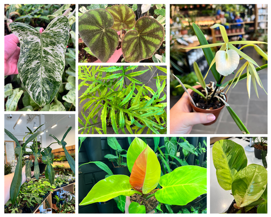 Unique Plants to Add to Your Forrest!