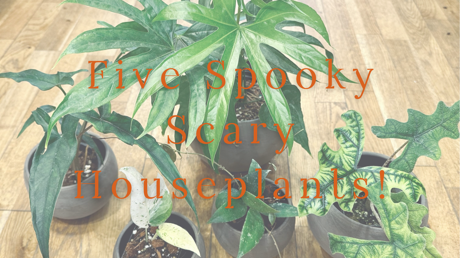 Five Spooky Scary Houseplants!